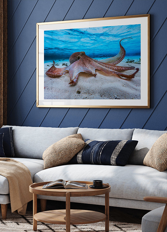 Octopus
