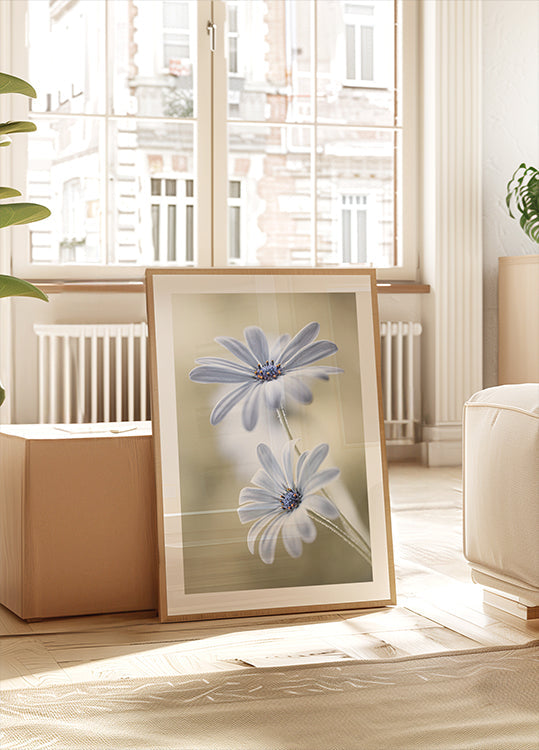 Cape daisies Poster