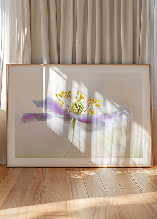 Wood Anemone