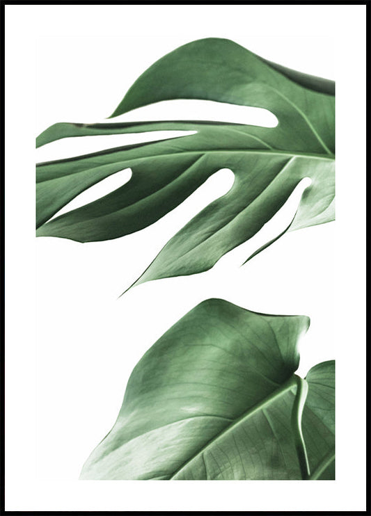 Monstera Plant Poster