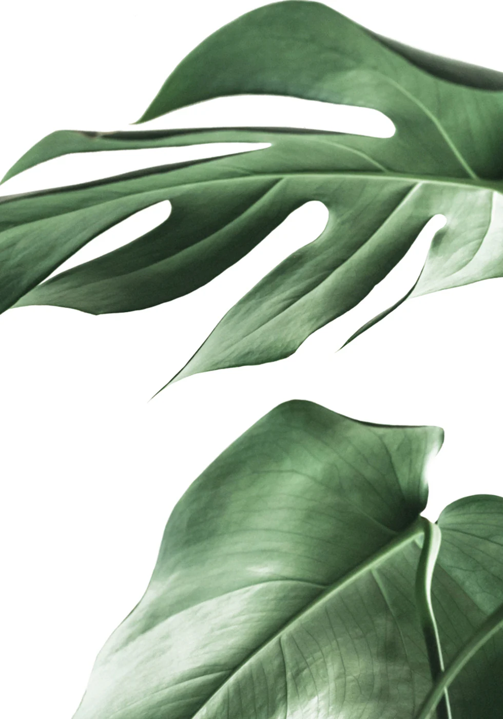 Monstera Leaves Poster