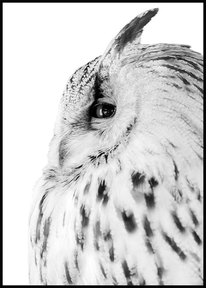 Owl Poster