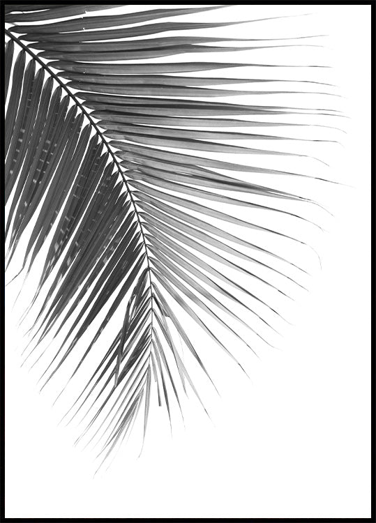 Palm Leaf in Monochrome Poster