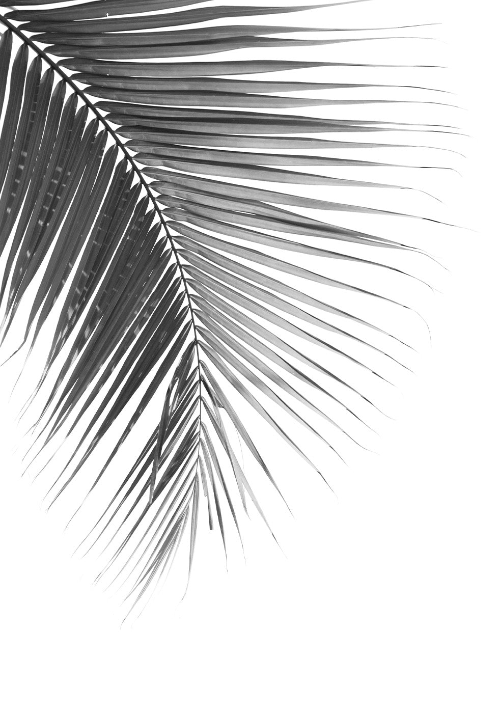 Palm Leaf in Monochrome Poster