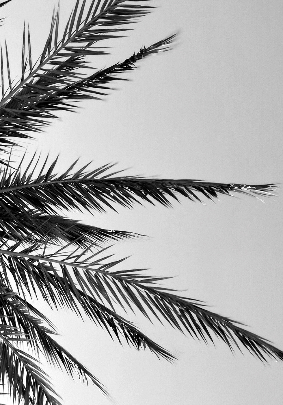 Palm Leaves Poster