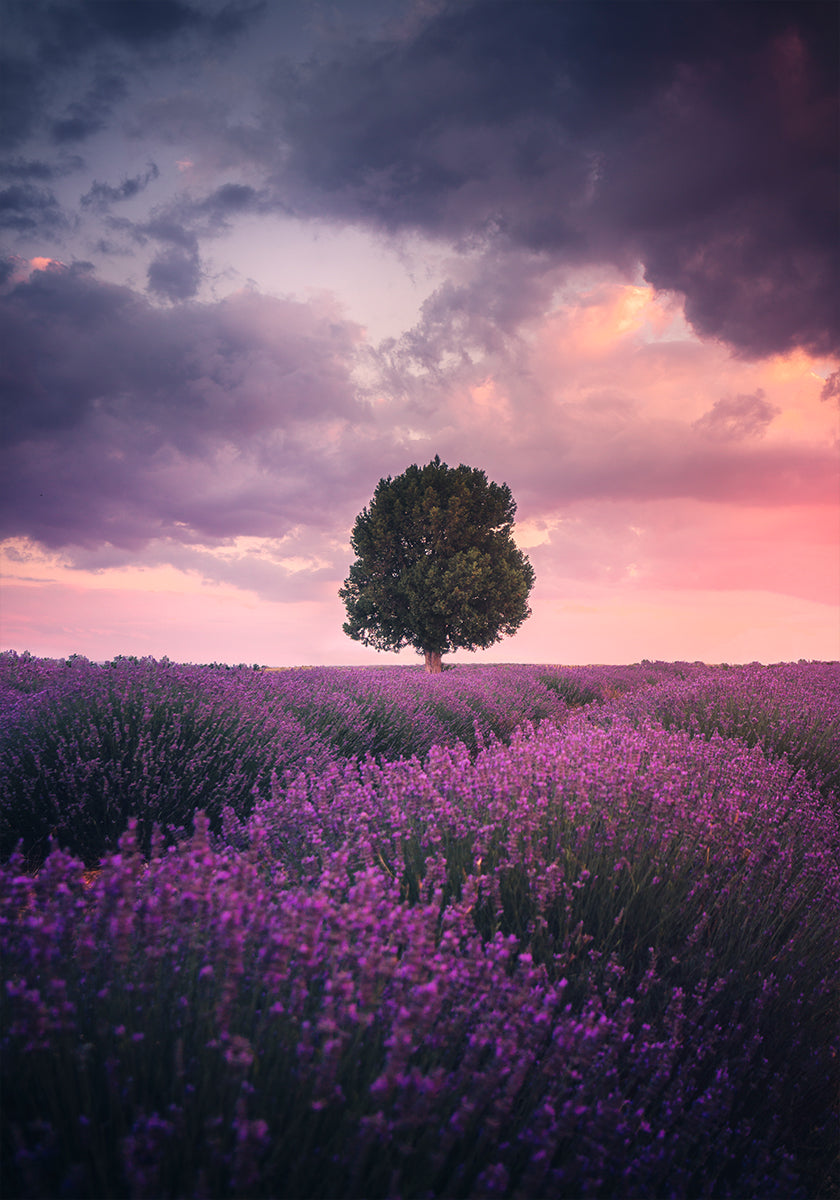 Lavender Fields, Isparta Poster