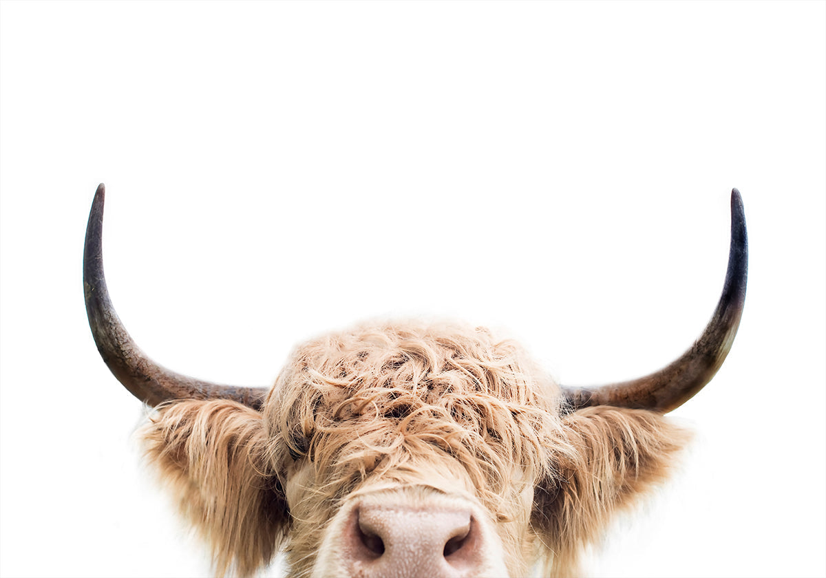 Peeking Cow Poster