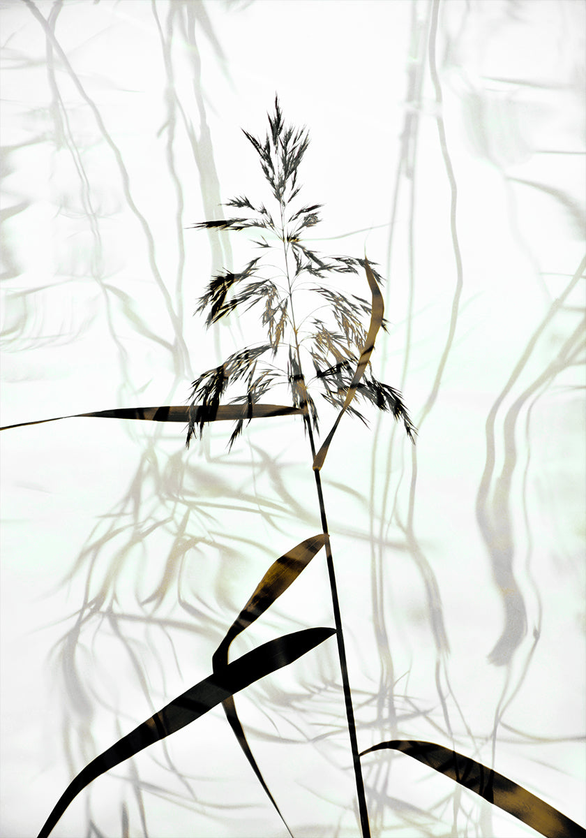 Reed Poster