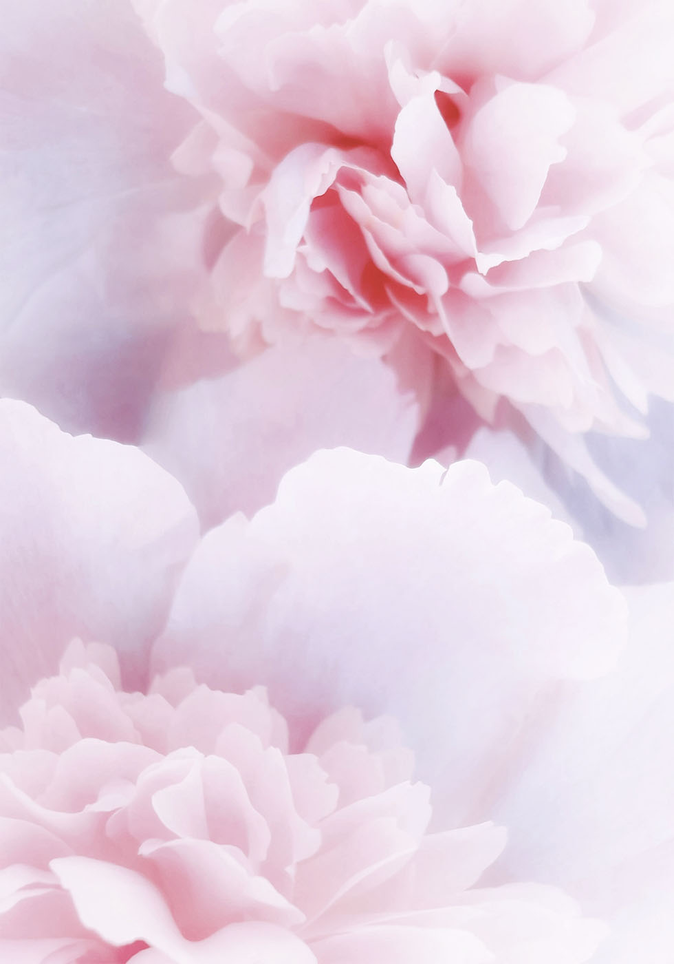 Pink Peonies Poster