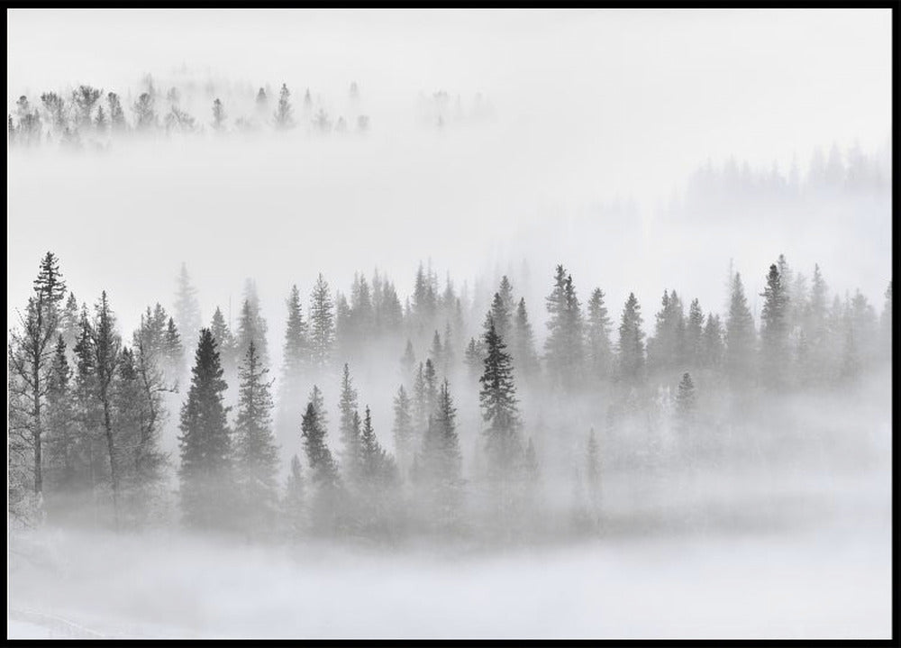 Foggy Forest Poster