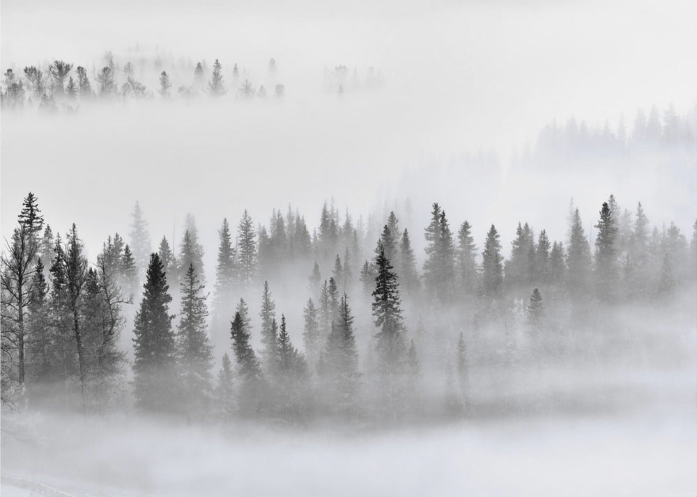Foggy Forest Poster