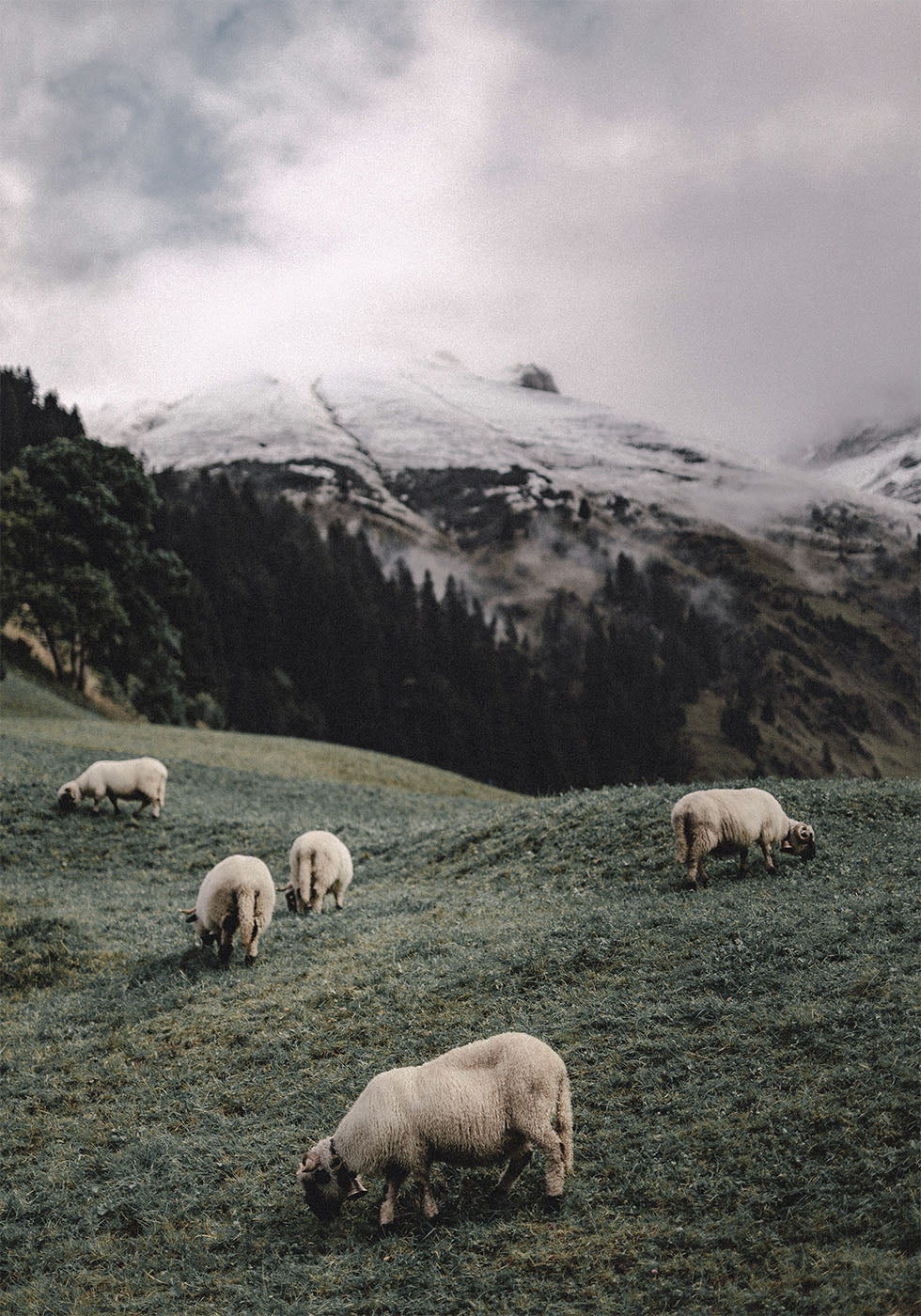 Sheep In The Alps Poster