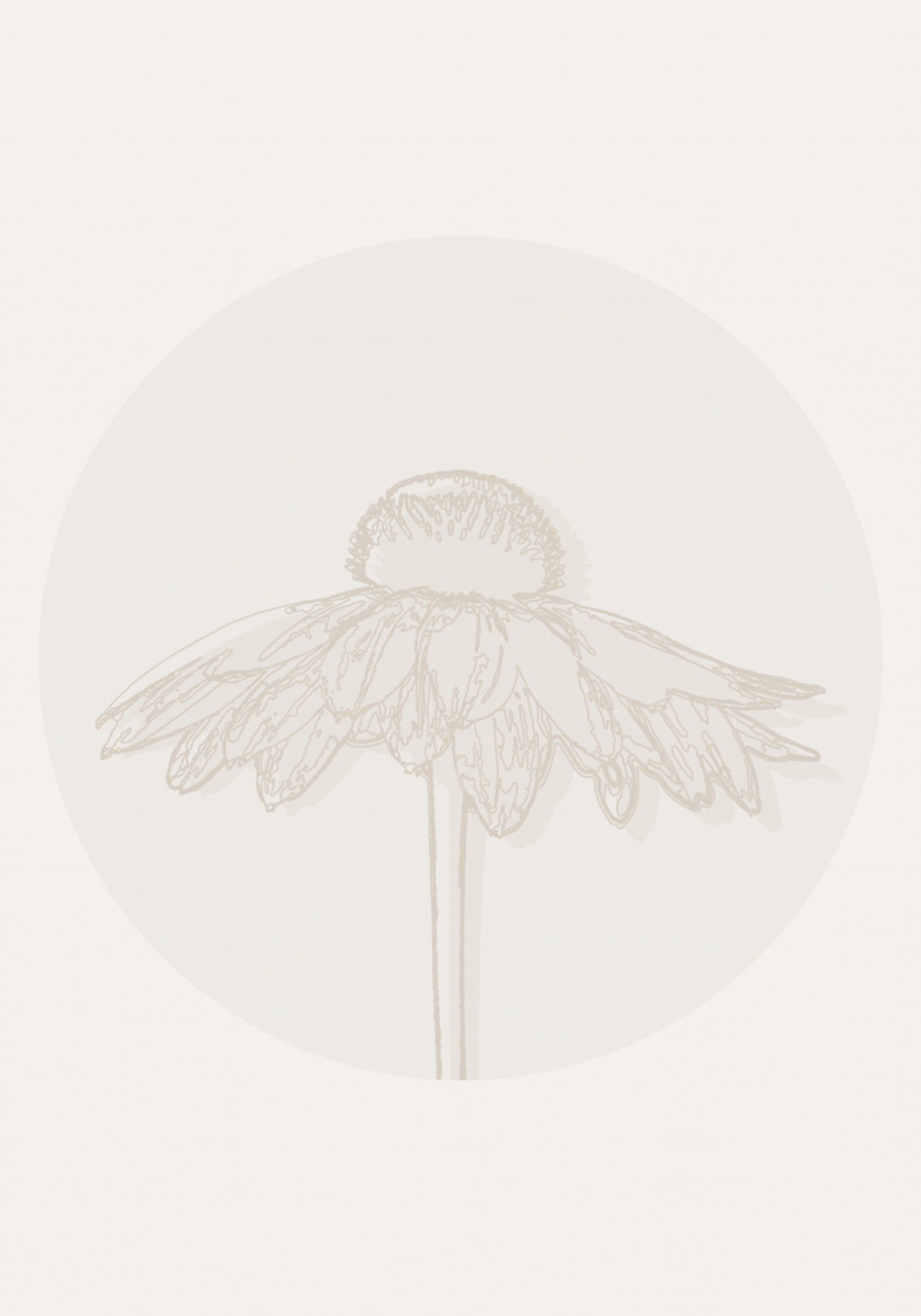 Minimalist Coneflower Bloom