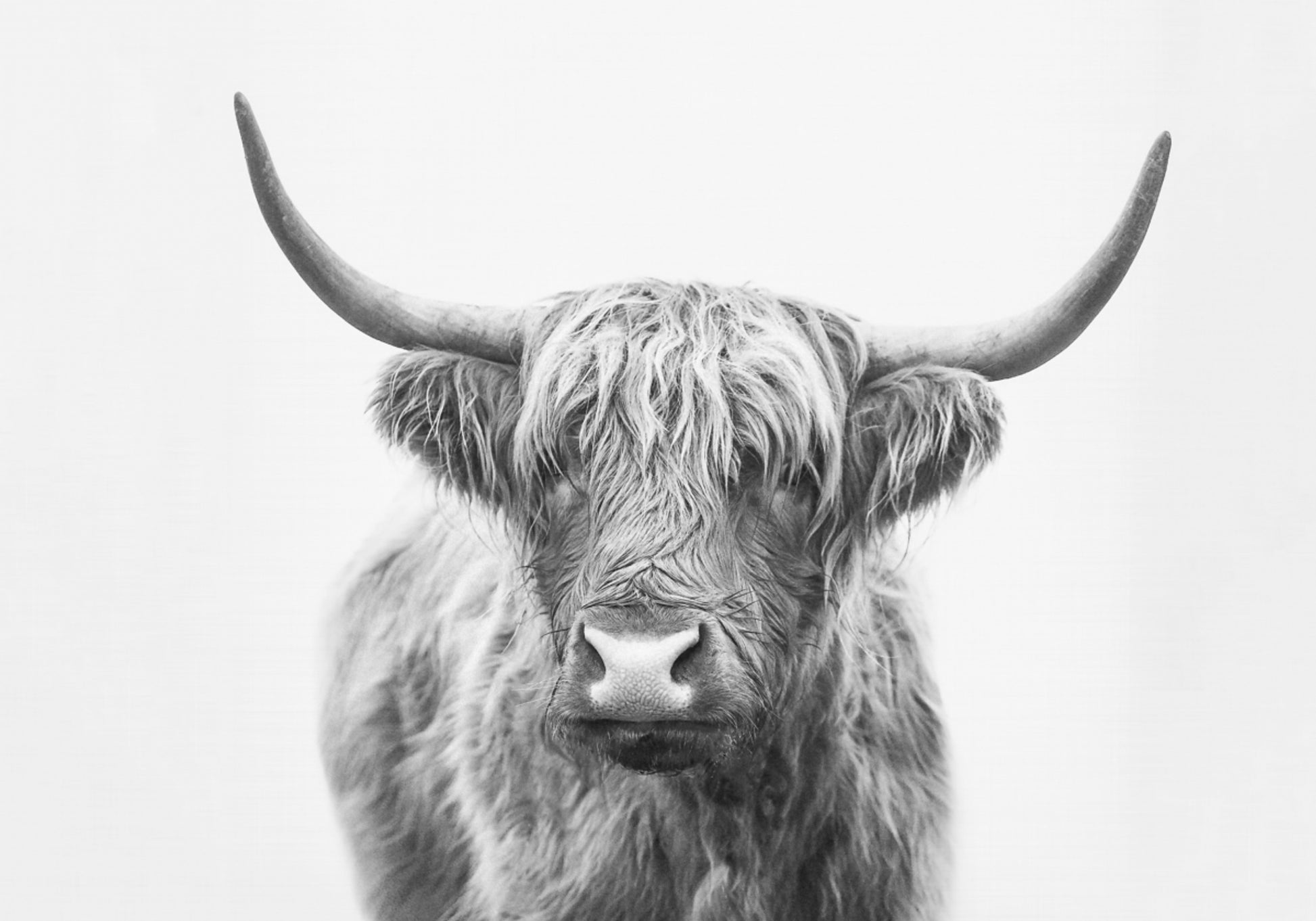 Highland Bull