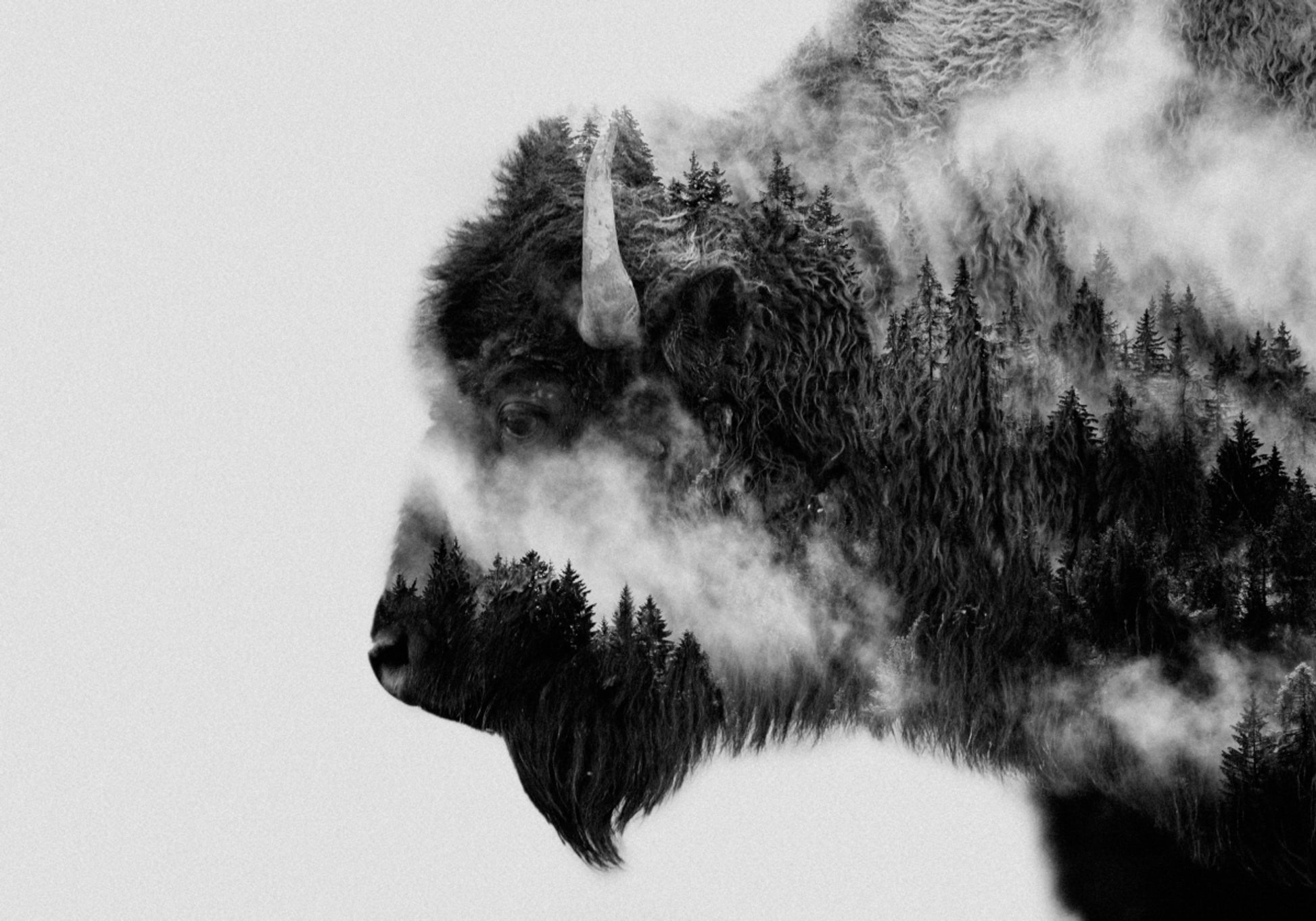 Forest Bison Spirit