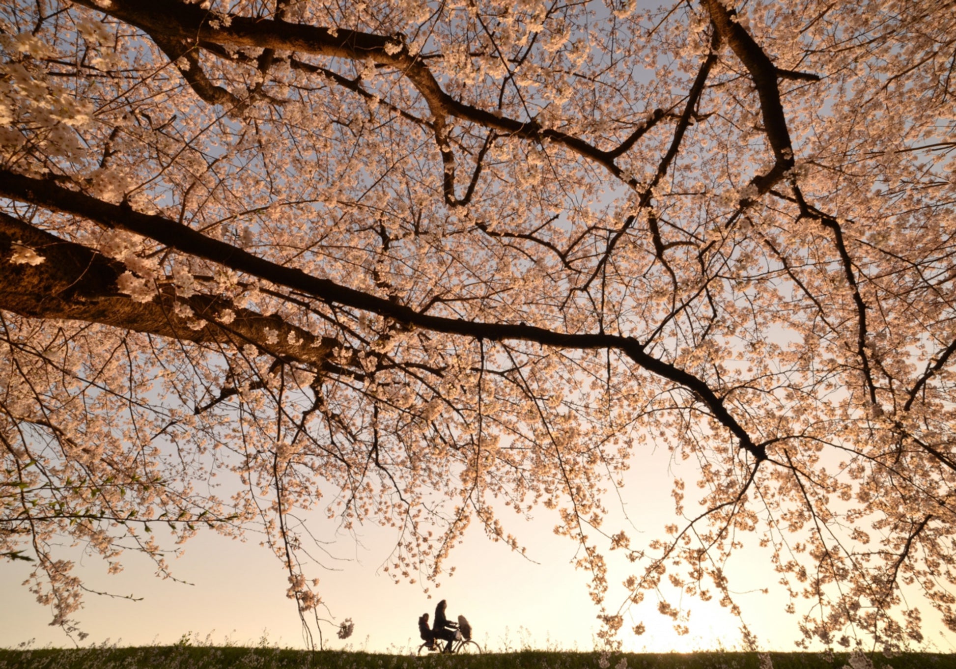 Cherry Blossoms Sunset Ride