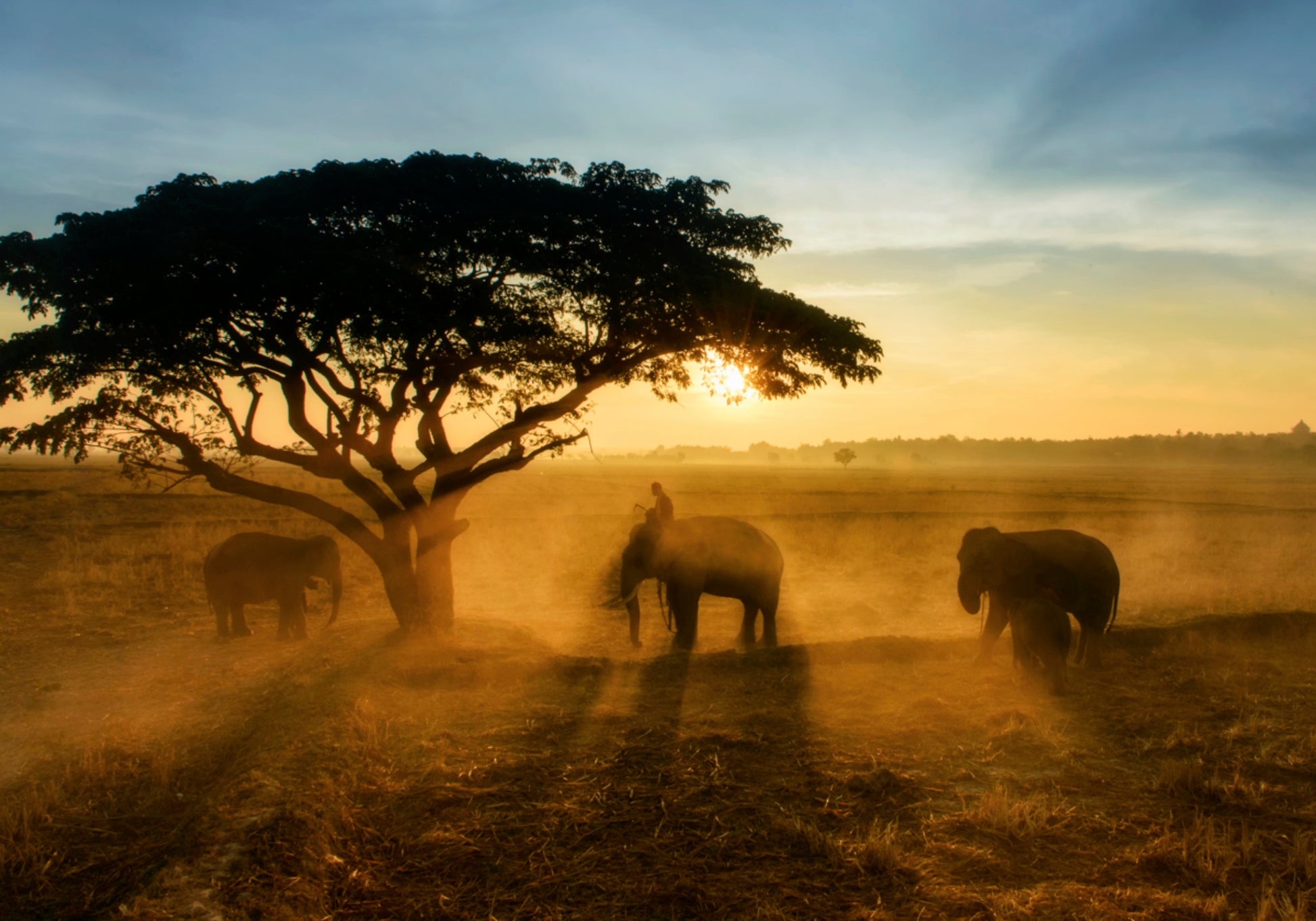 Elephants Golden Sunset