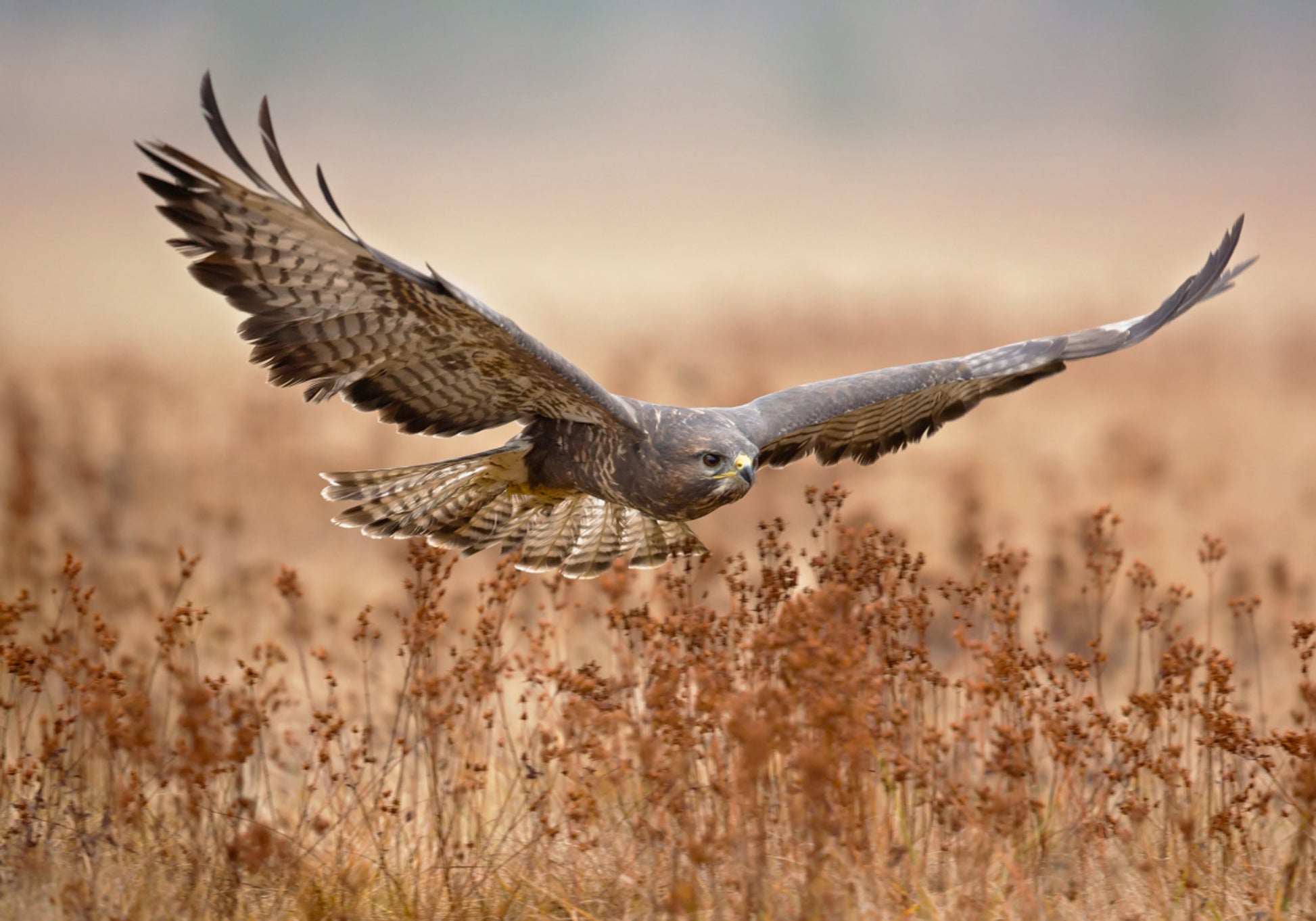 Majestic Hawk In Flight