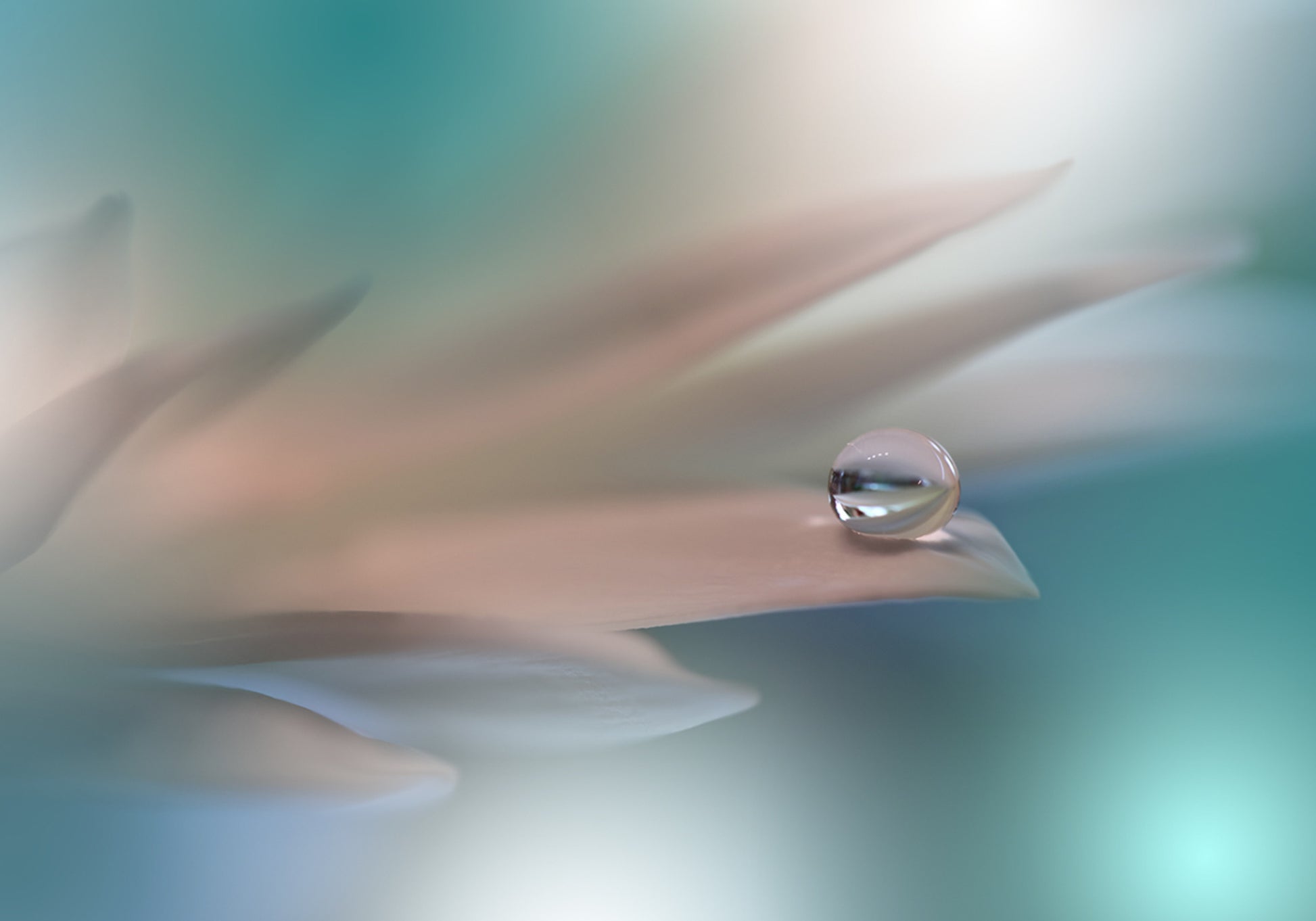 Delicate Water Droplet
