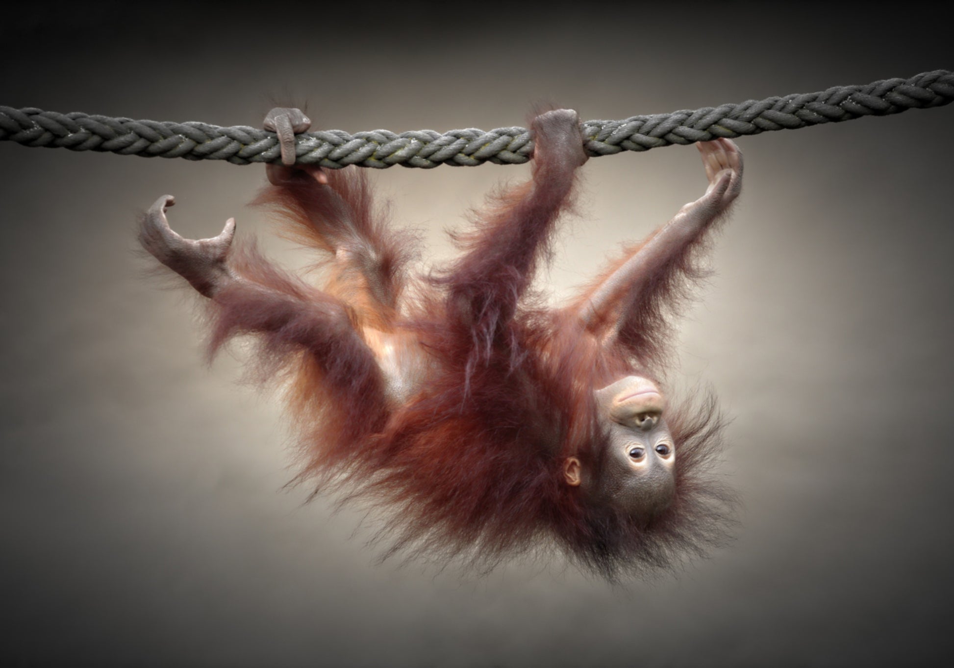 Playful Baby Orangutan