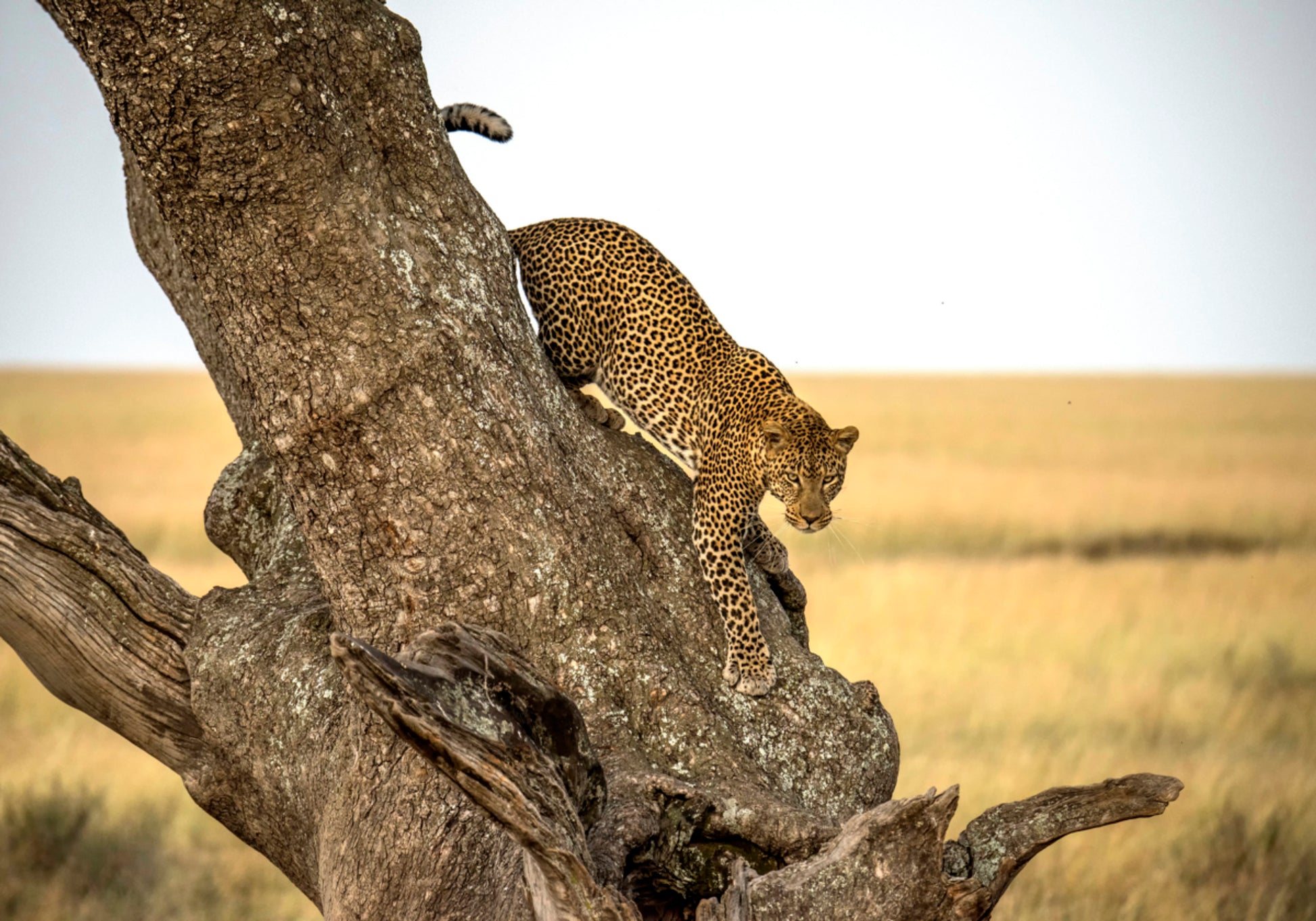 Leopard Descending Tree