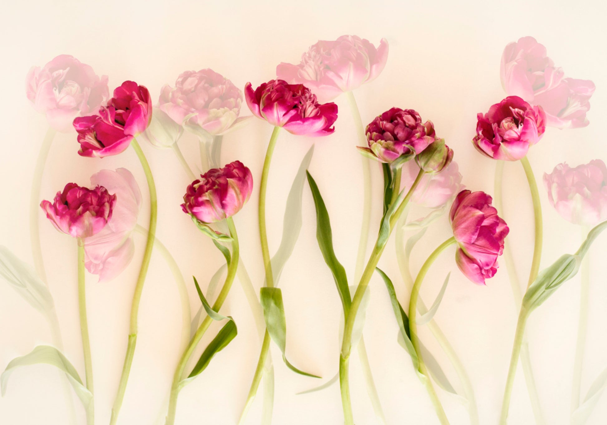 Dreamy Pink Tulips