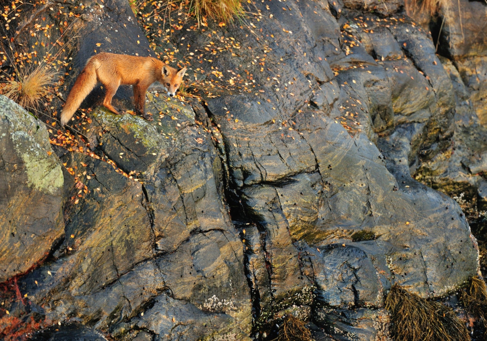 Red Fox On Autumn Rocks