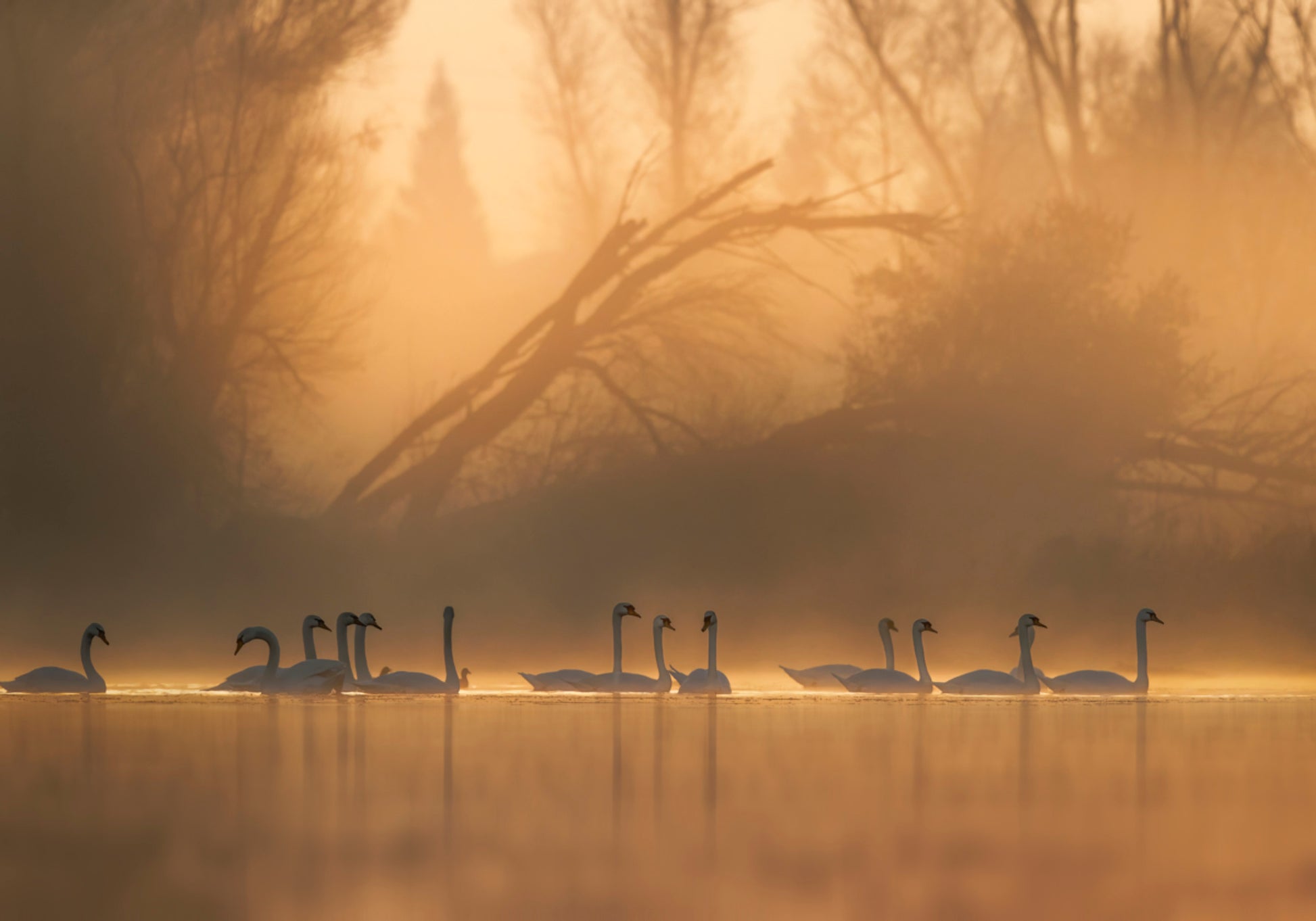 Swans in Golden Mist