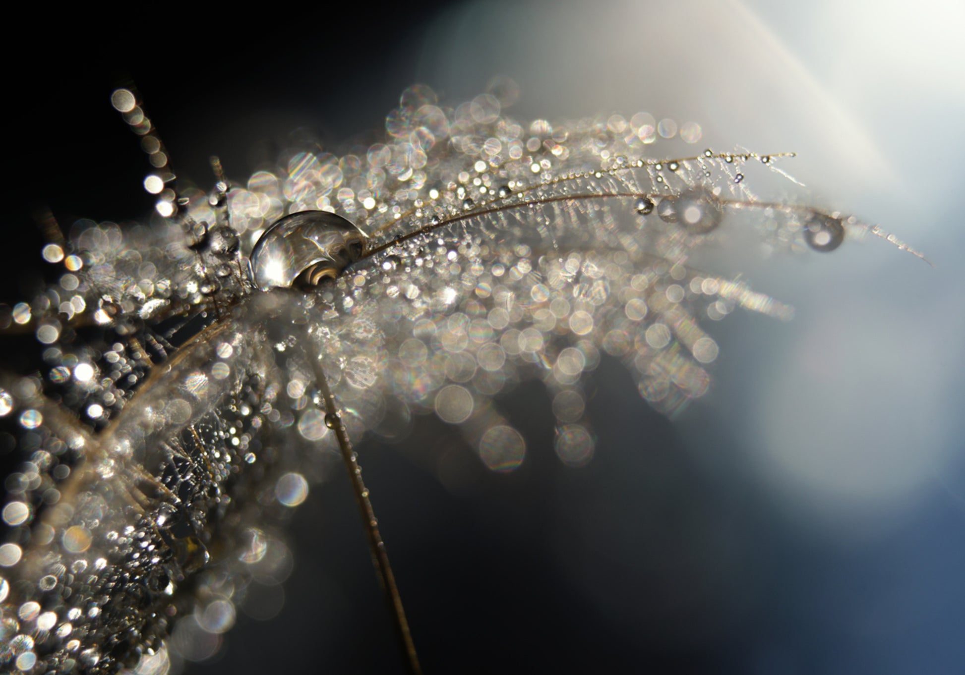 Sparkling Dandelion Drops