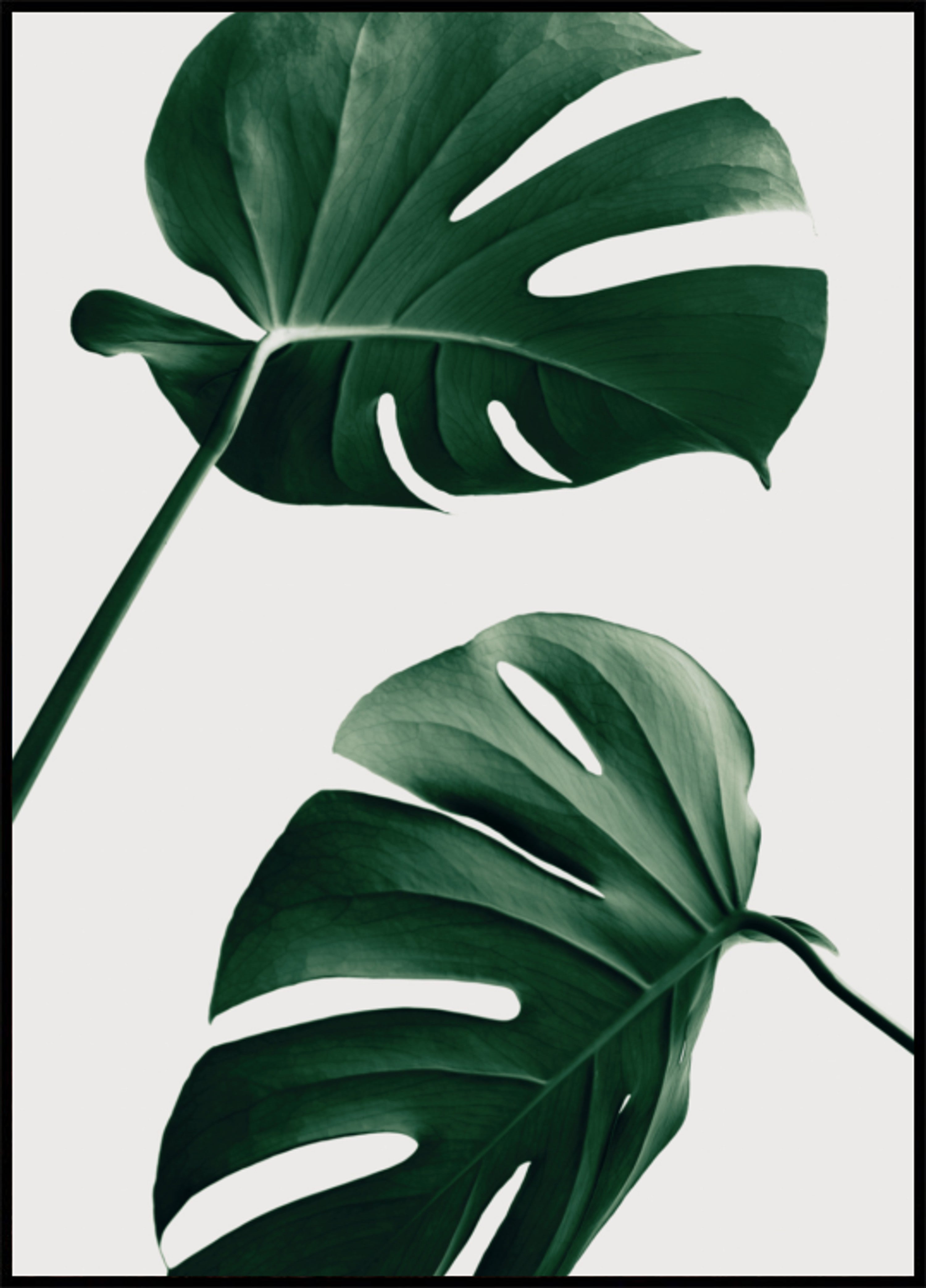 Tropical Monstera Leaves