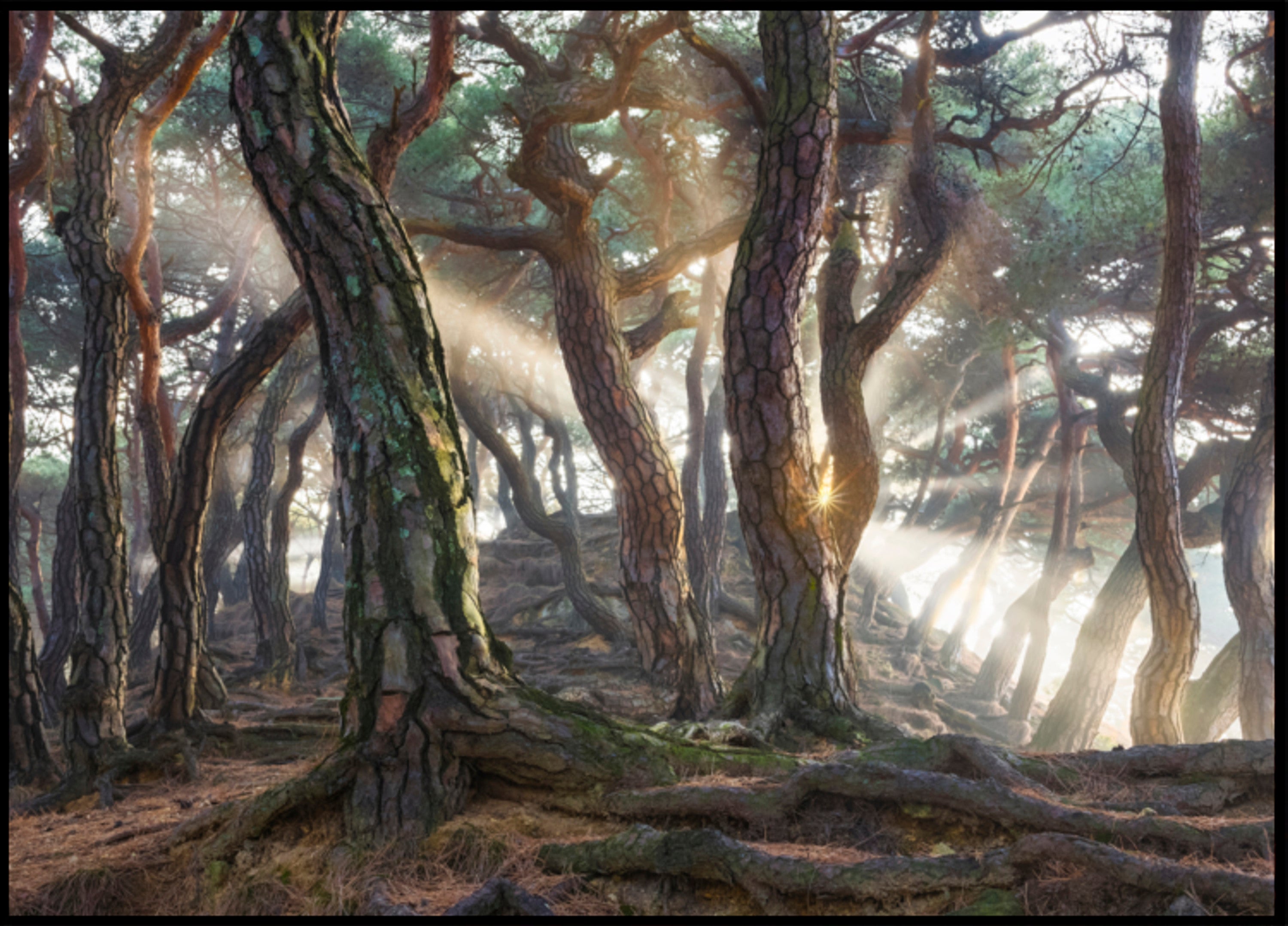Misty Forest Sunbeams