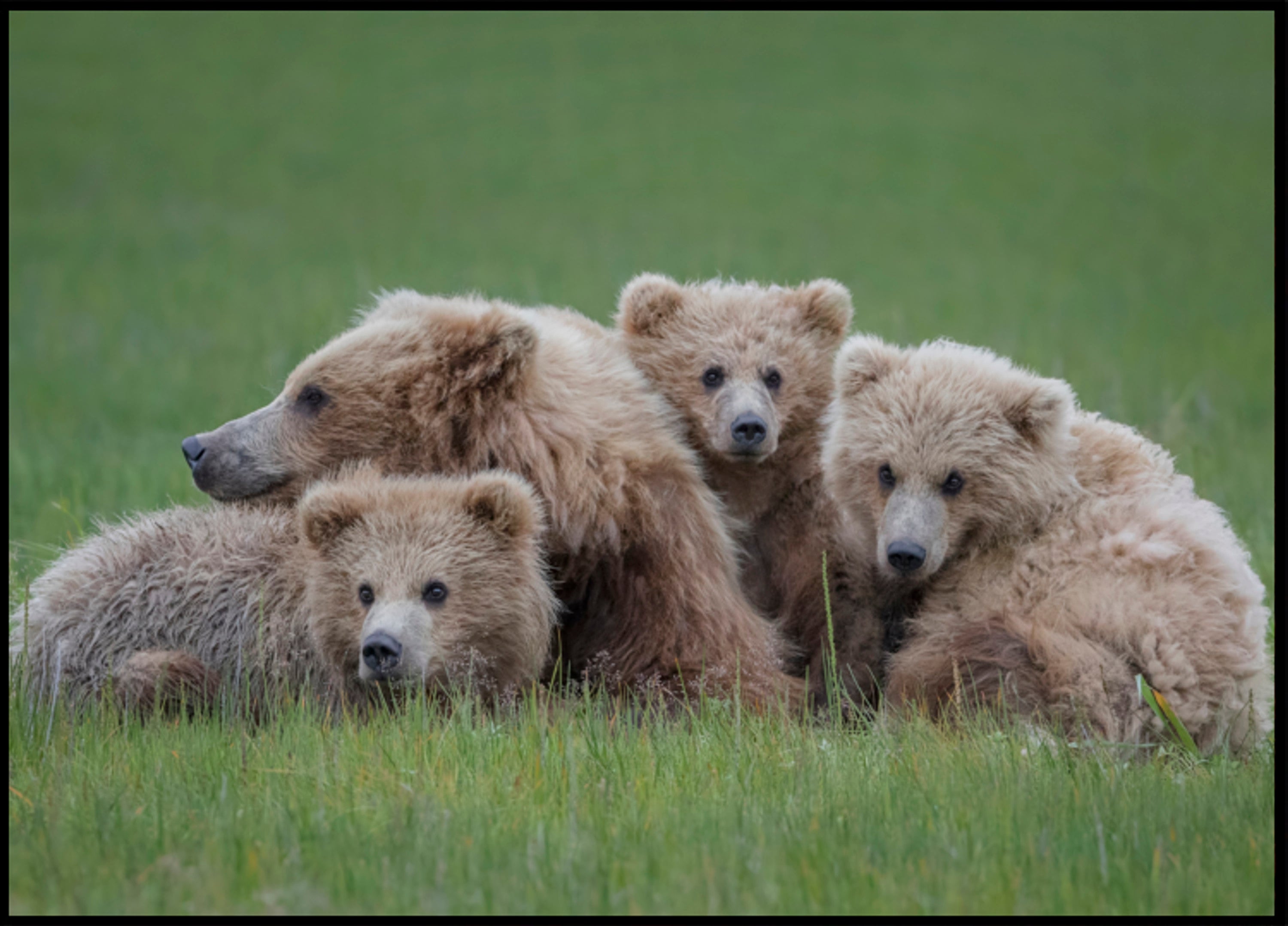 Brown Bear Family