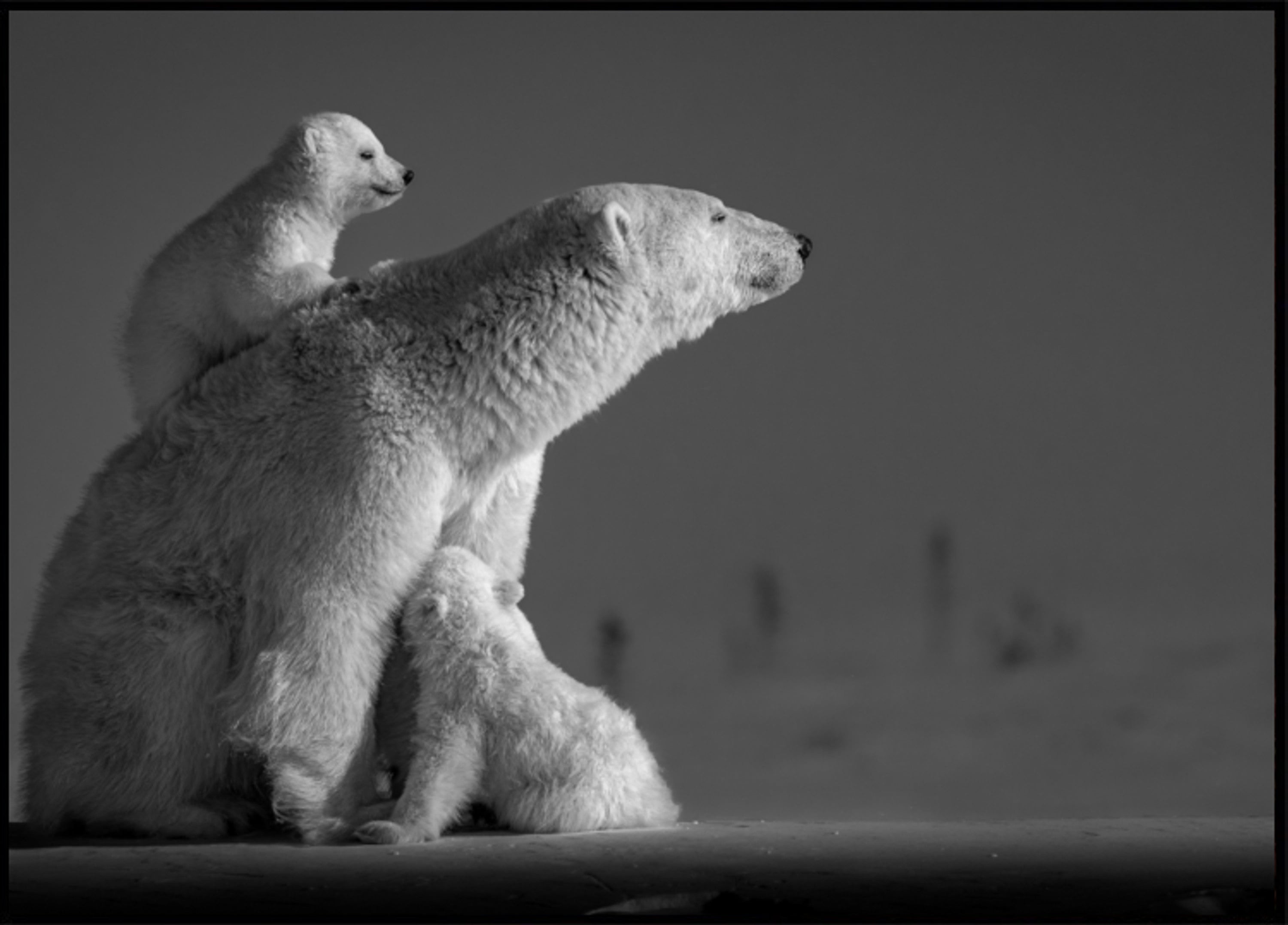 Arctic Mother and Cubs
