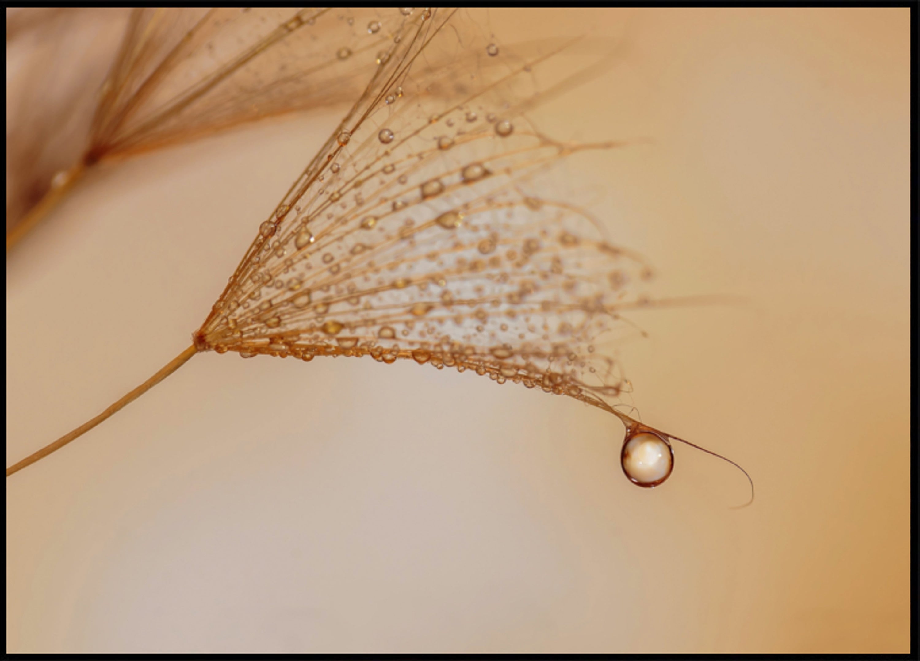 Delicate Dandelion Drop