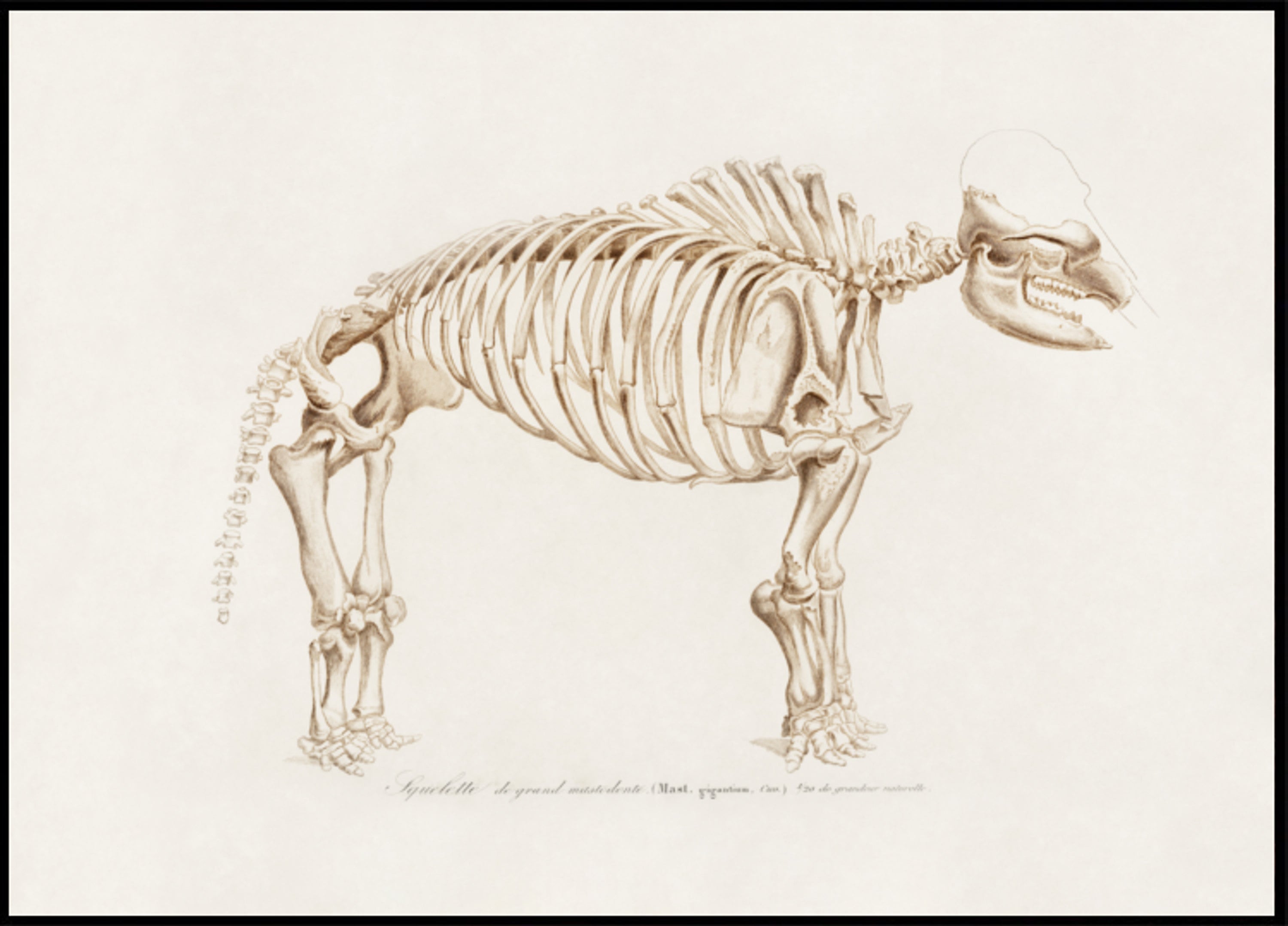 Mamoth (mammut)