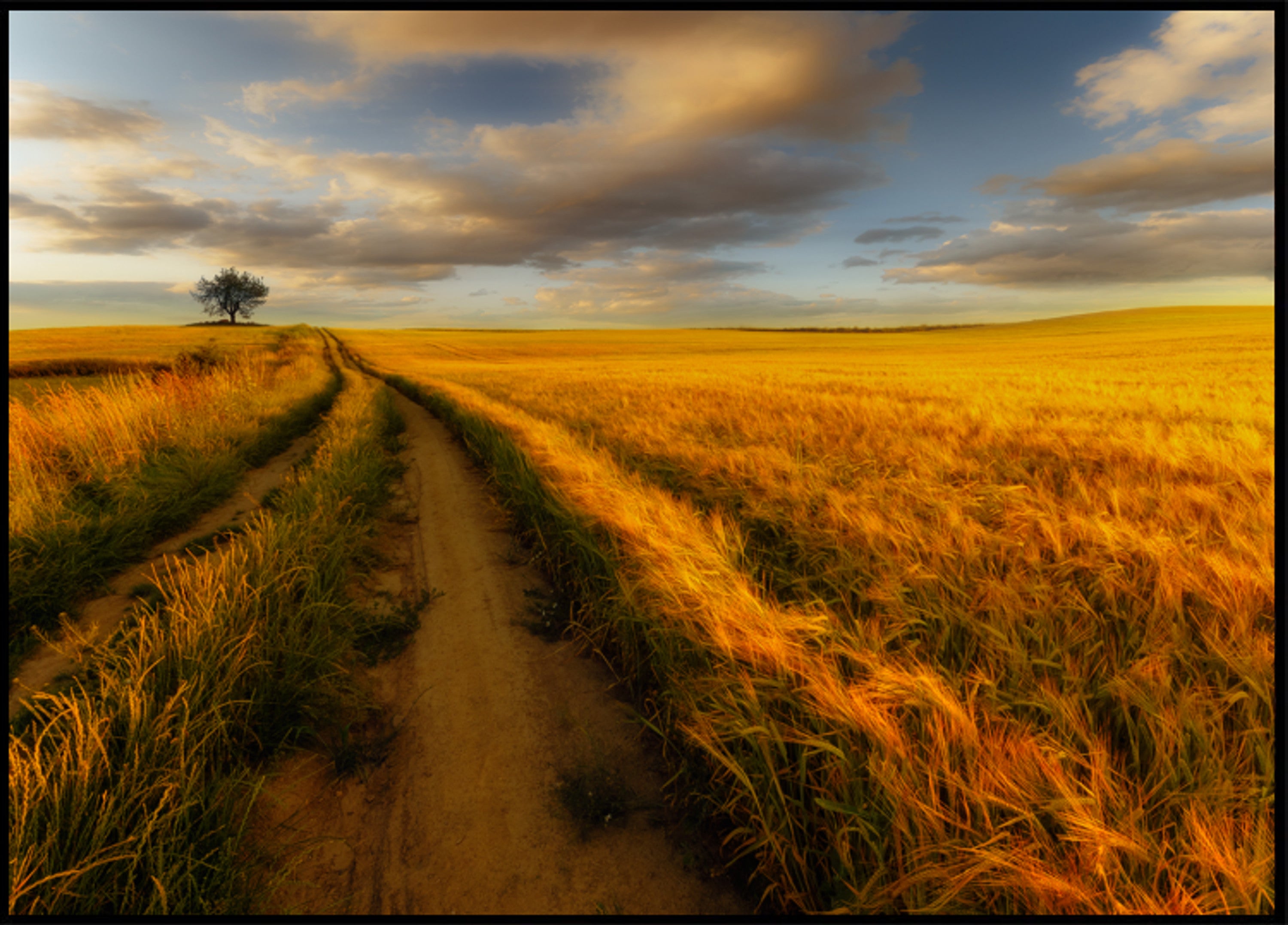 Golden Wheat Field Path