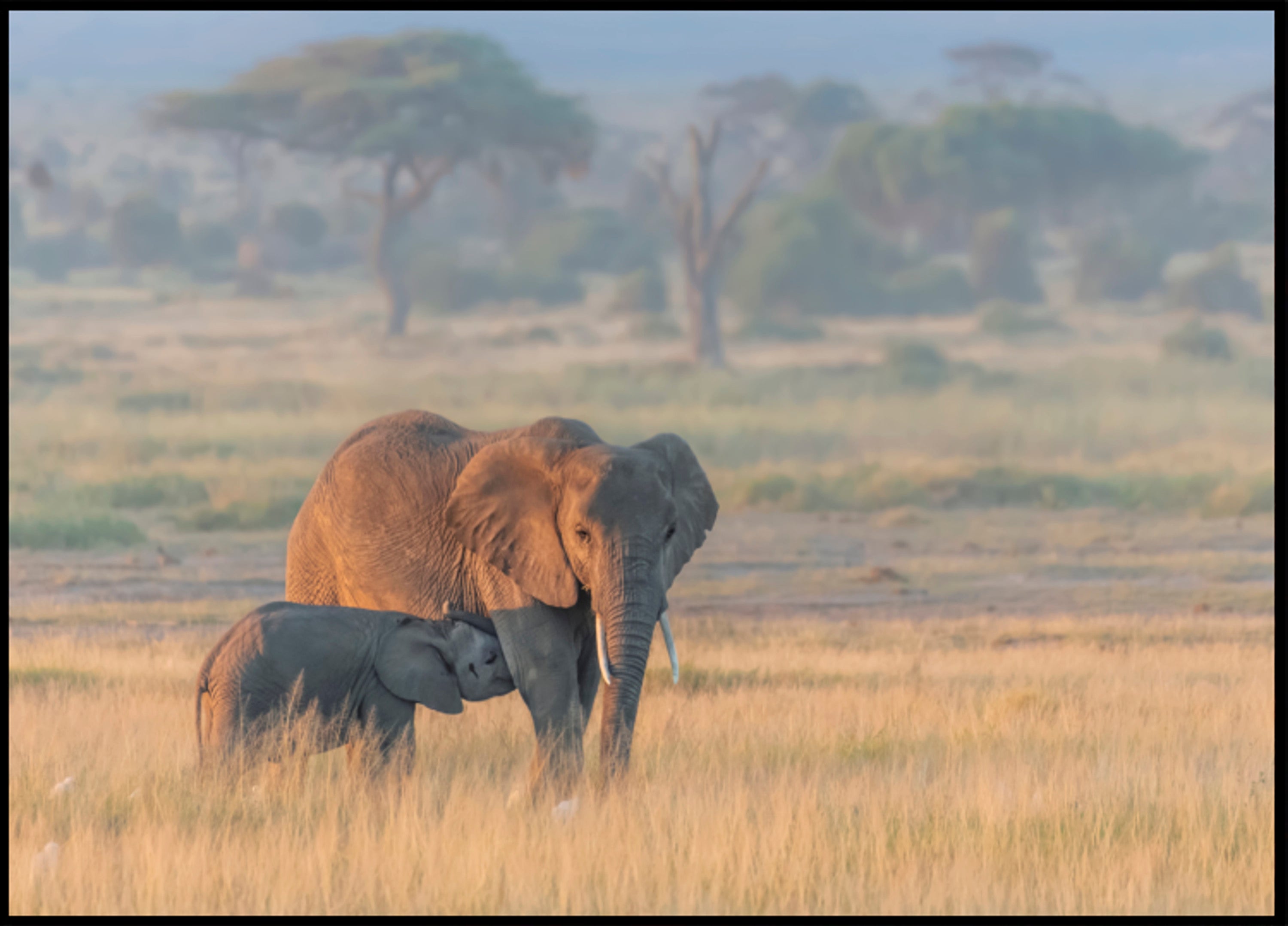 African Elephant Mother Calf