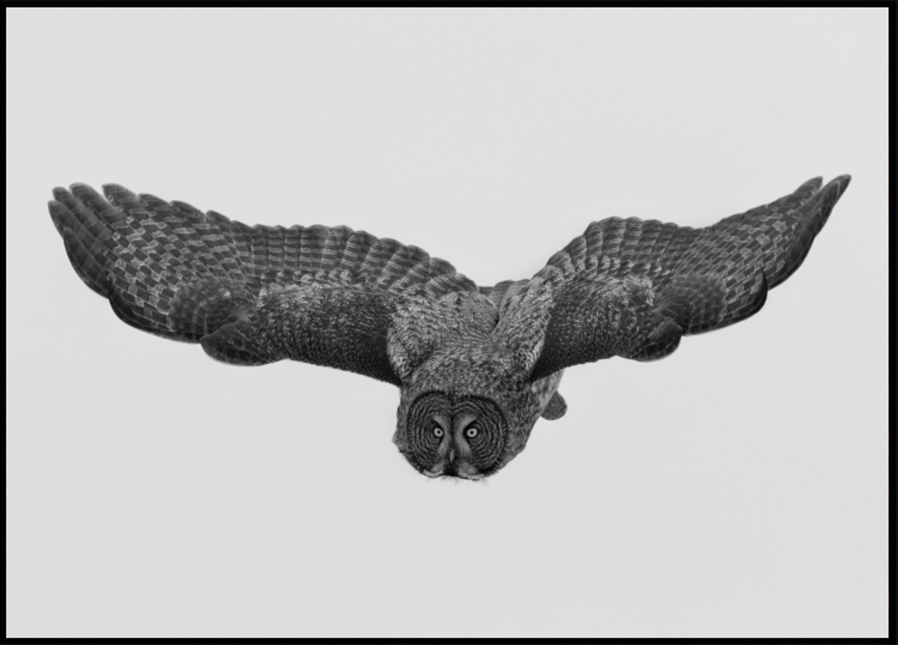 Majestic Owl in Flight