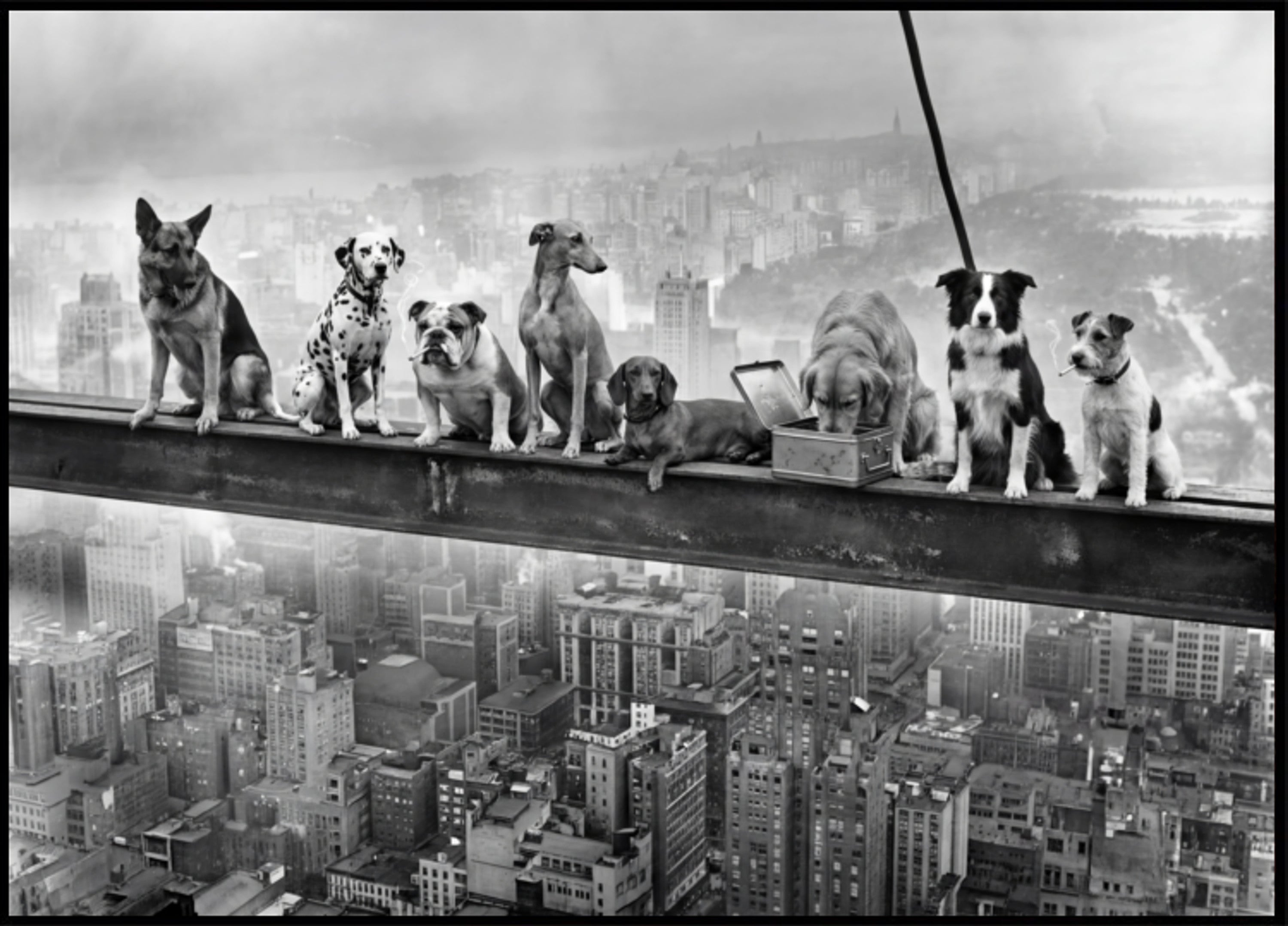 Daring City Dogs