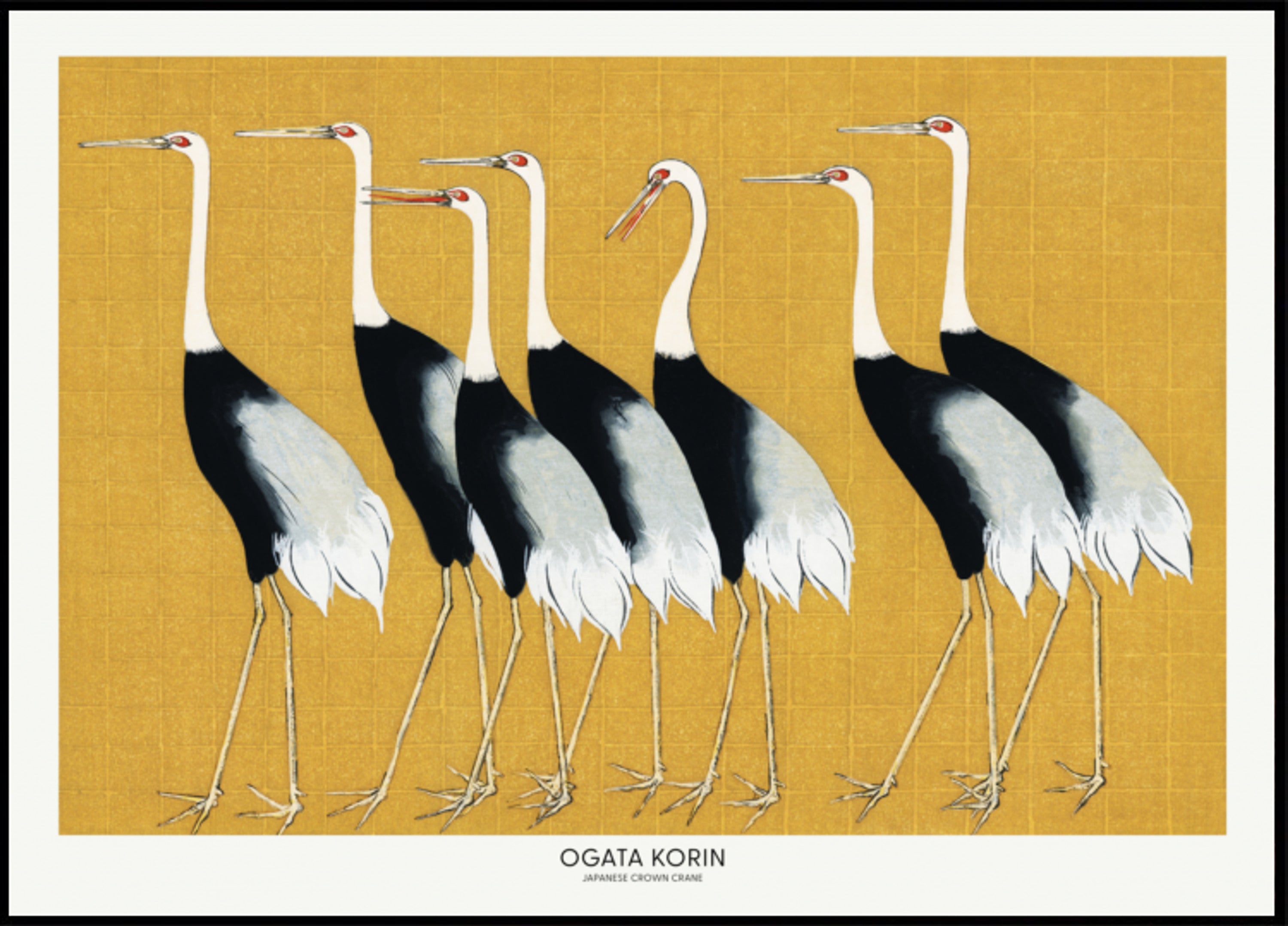 Japanese Red Crown Crane