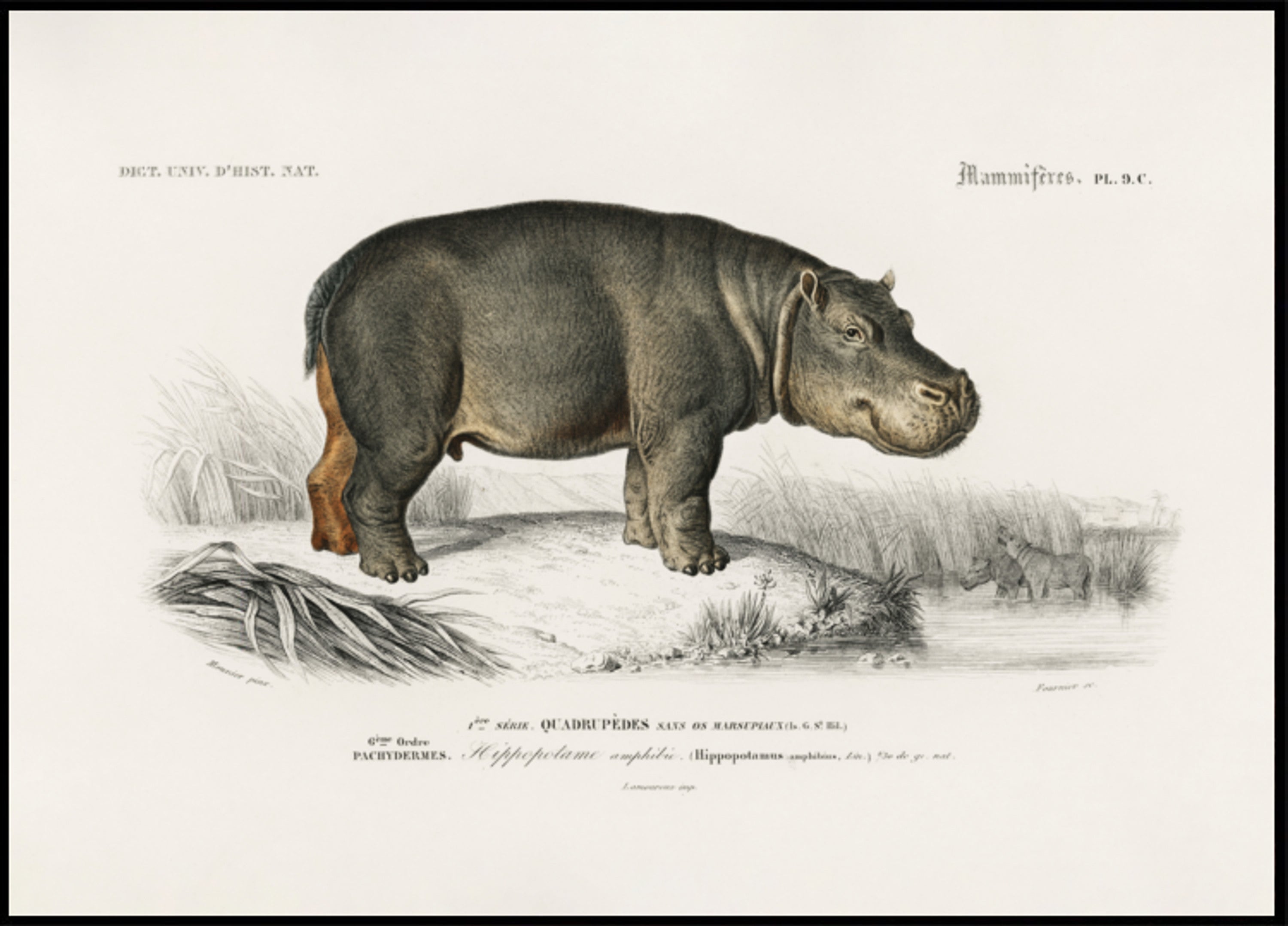 Hippopotamus