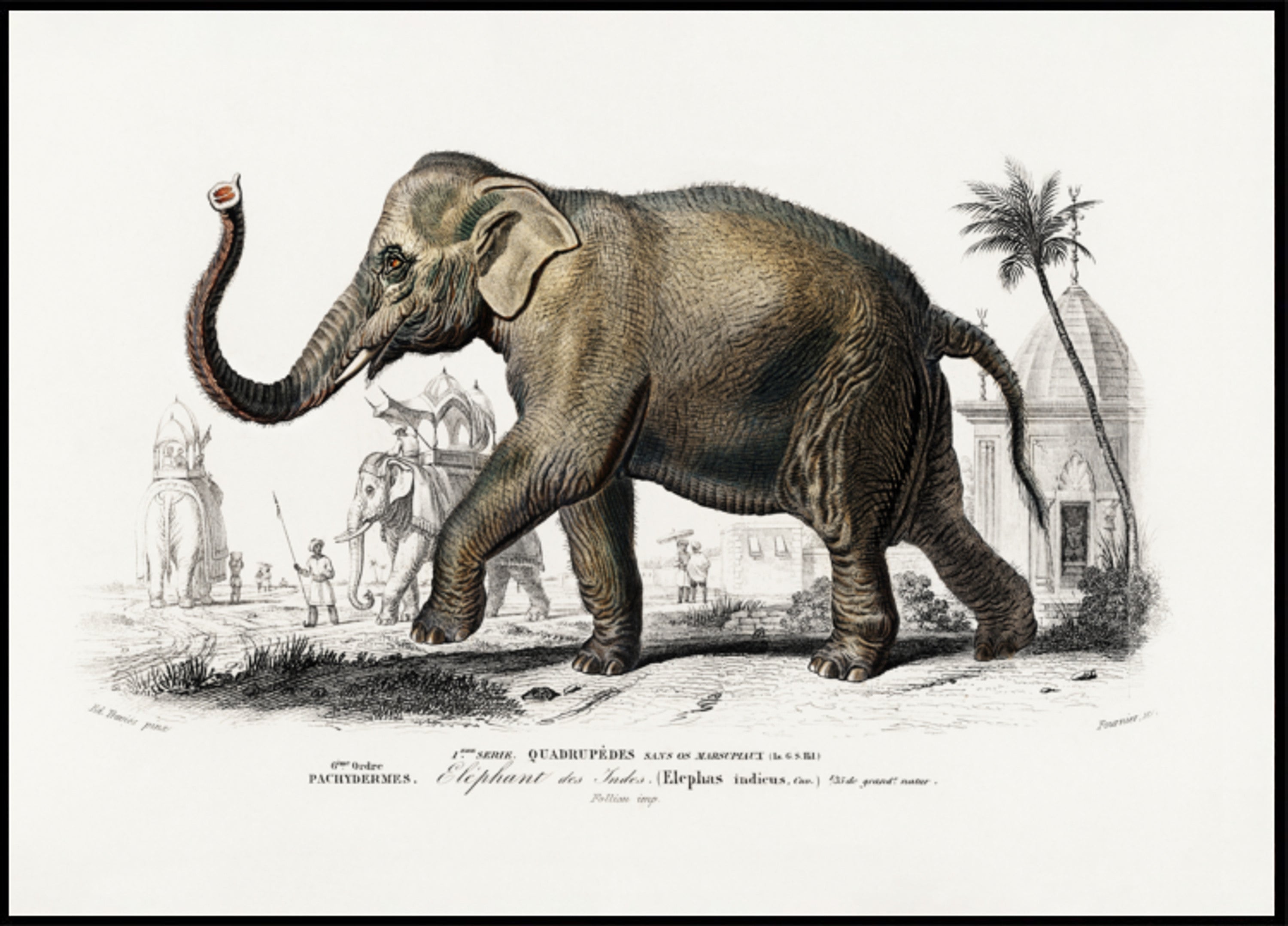 Asiatic Elephant