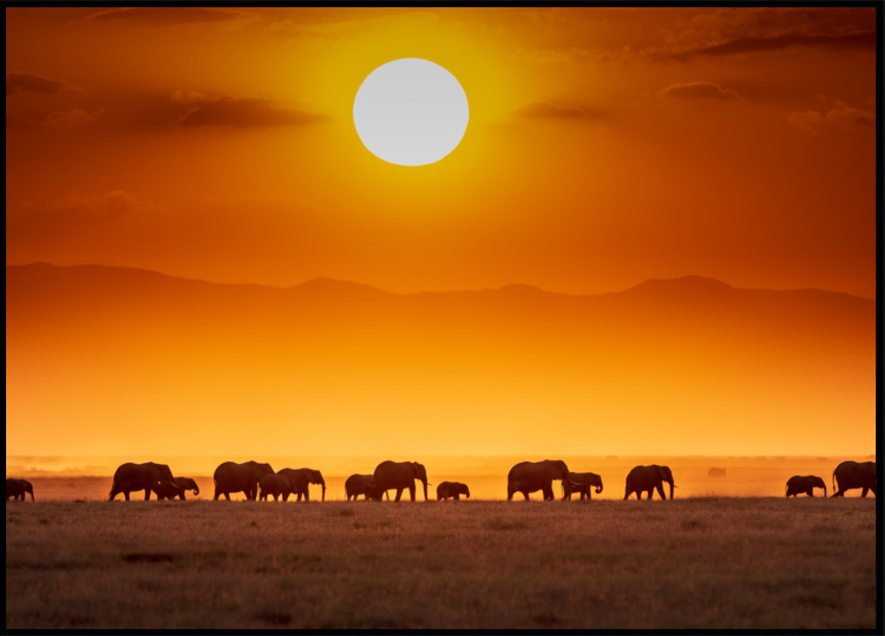 African Sunset Elephants