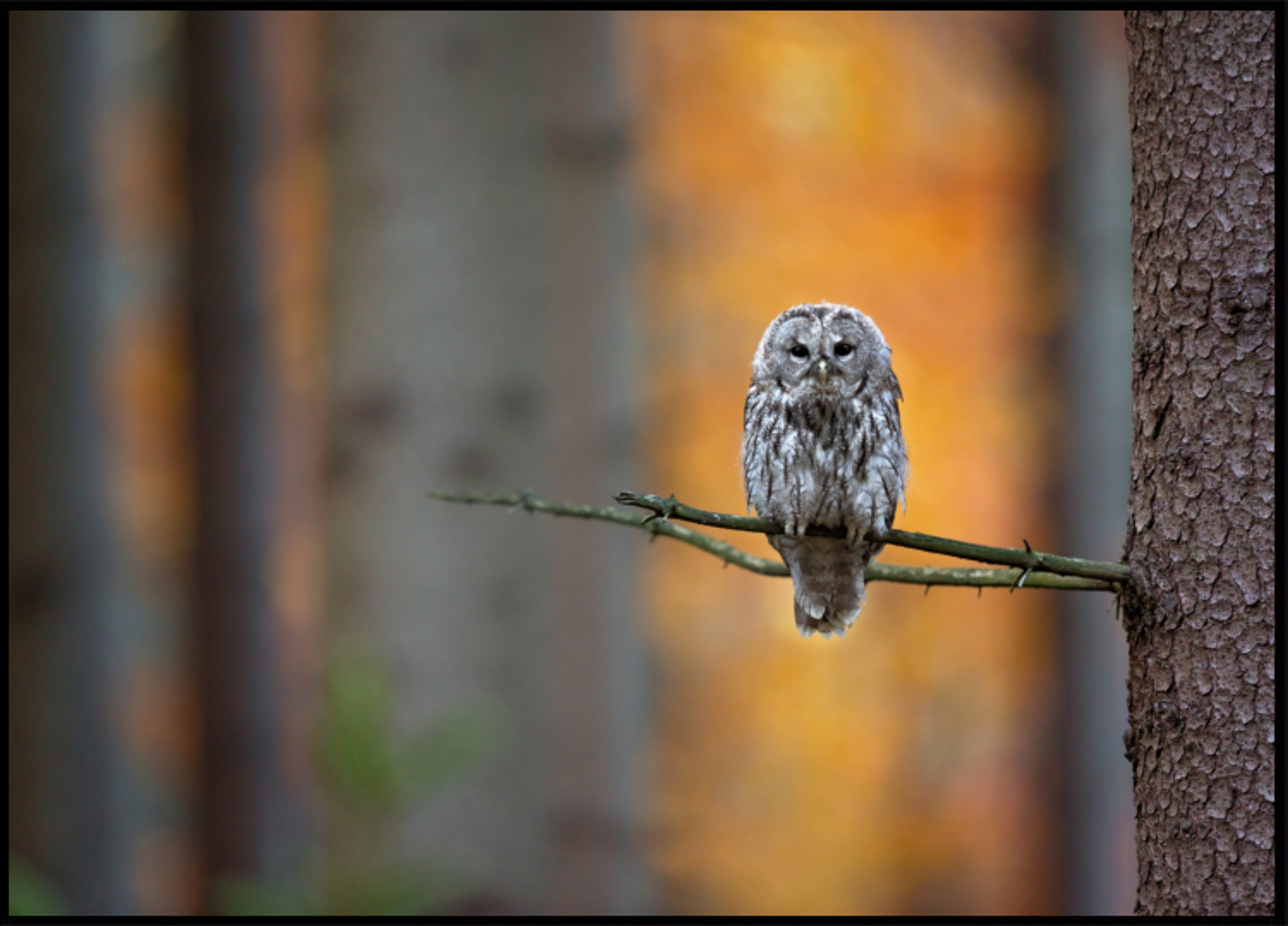 Autumn Owl Gaze