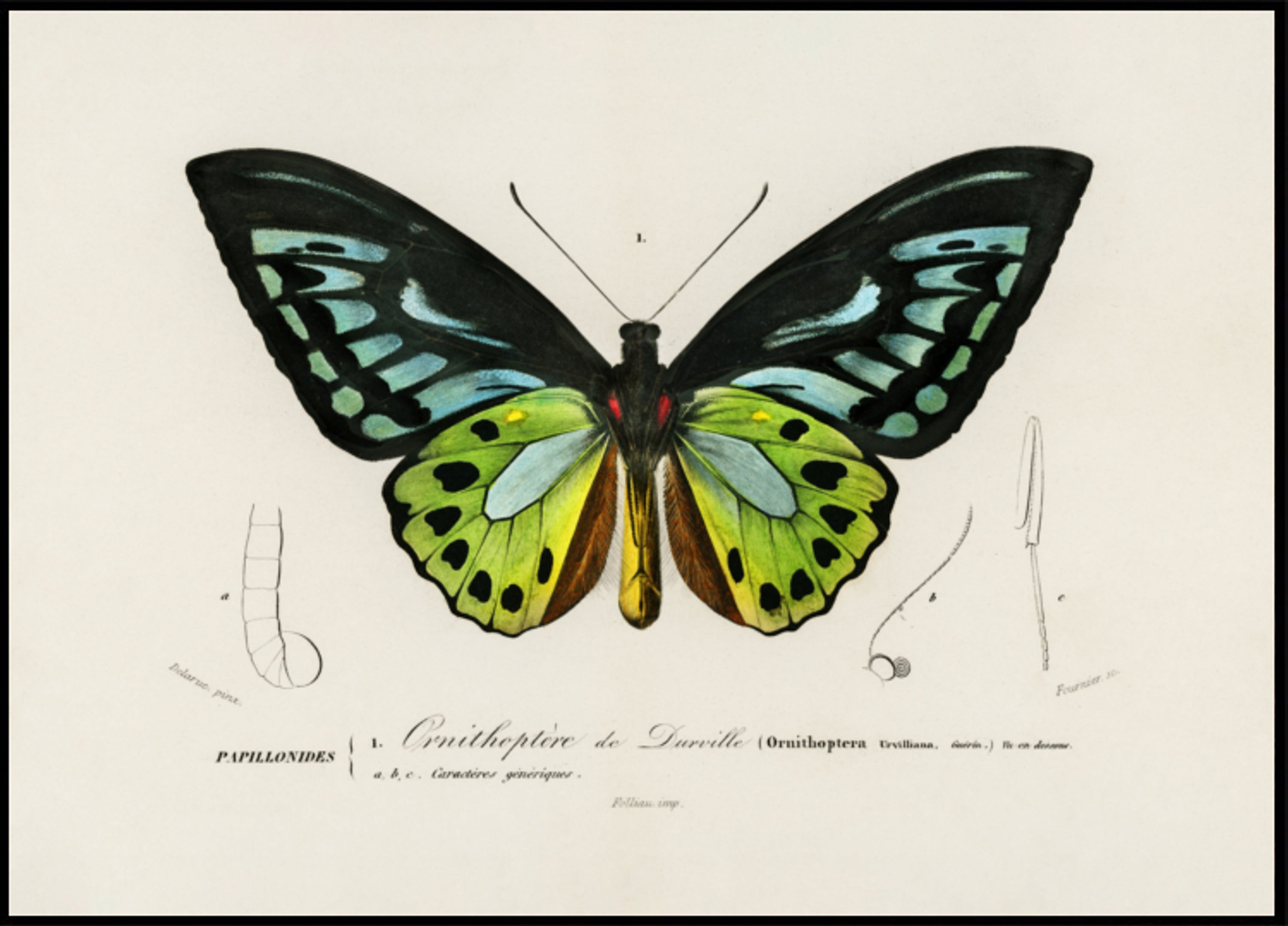 Green Birdwing Butterfly