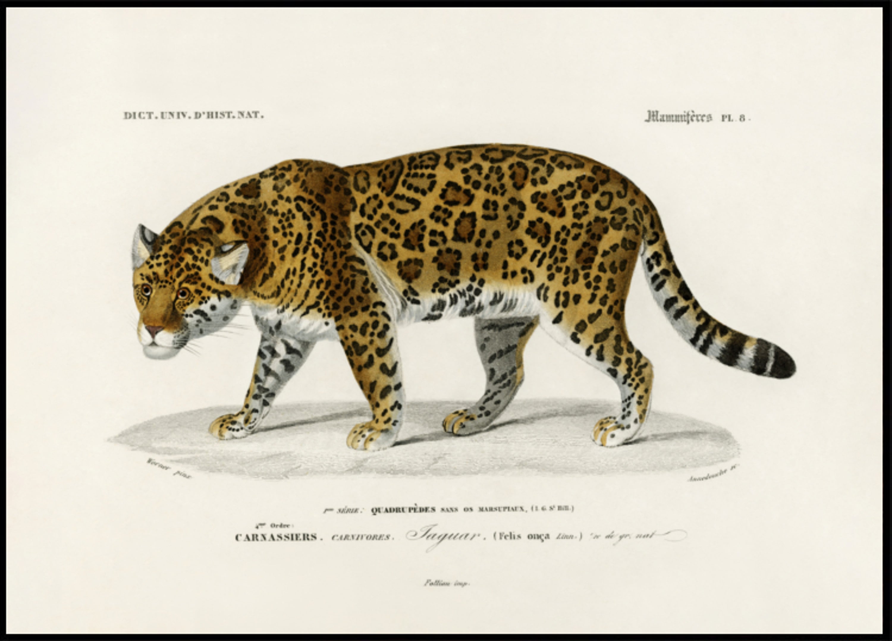 Jaguar (panthera Onca)