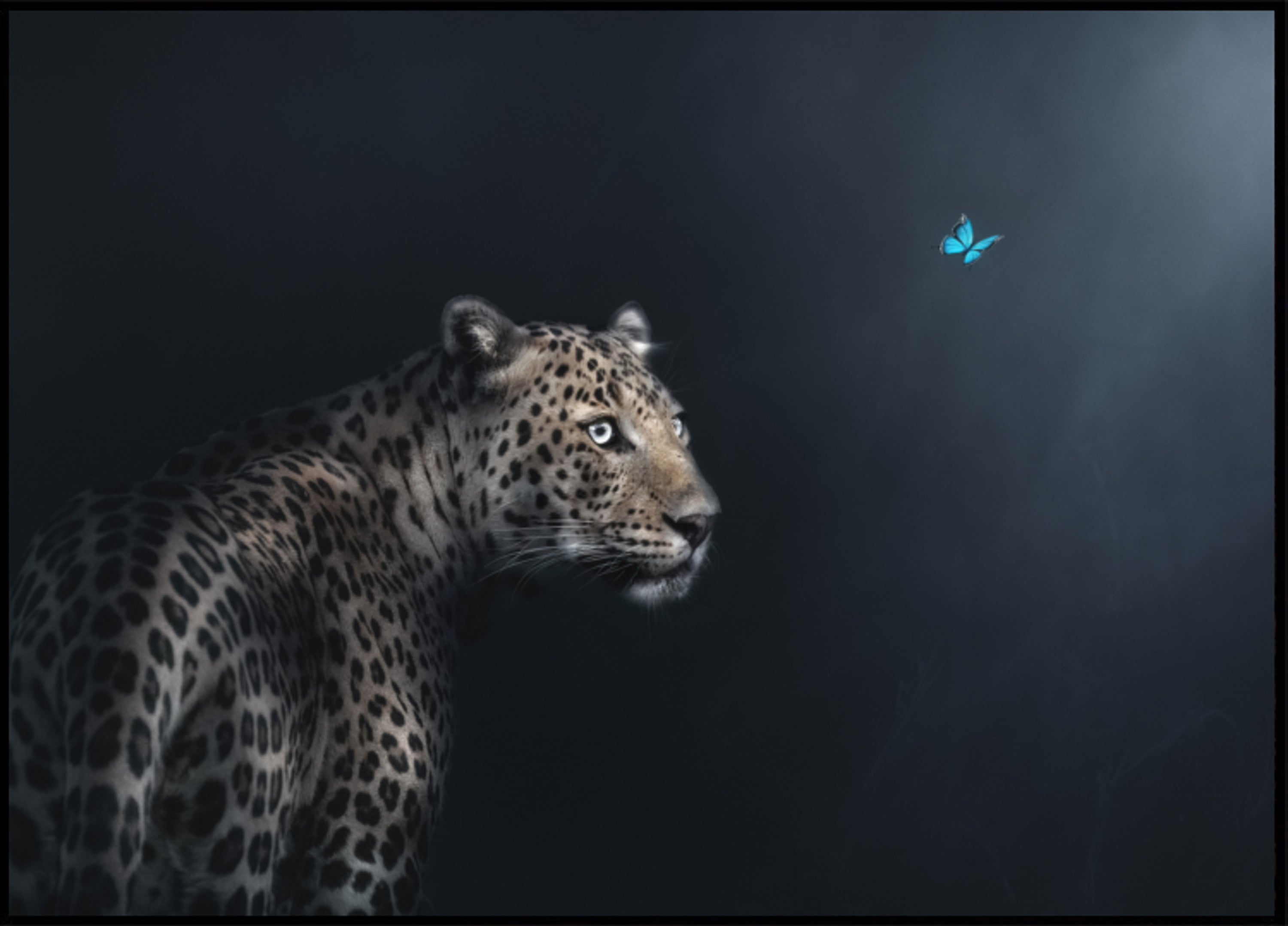 Leopard Butterfly Gaze