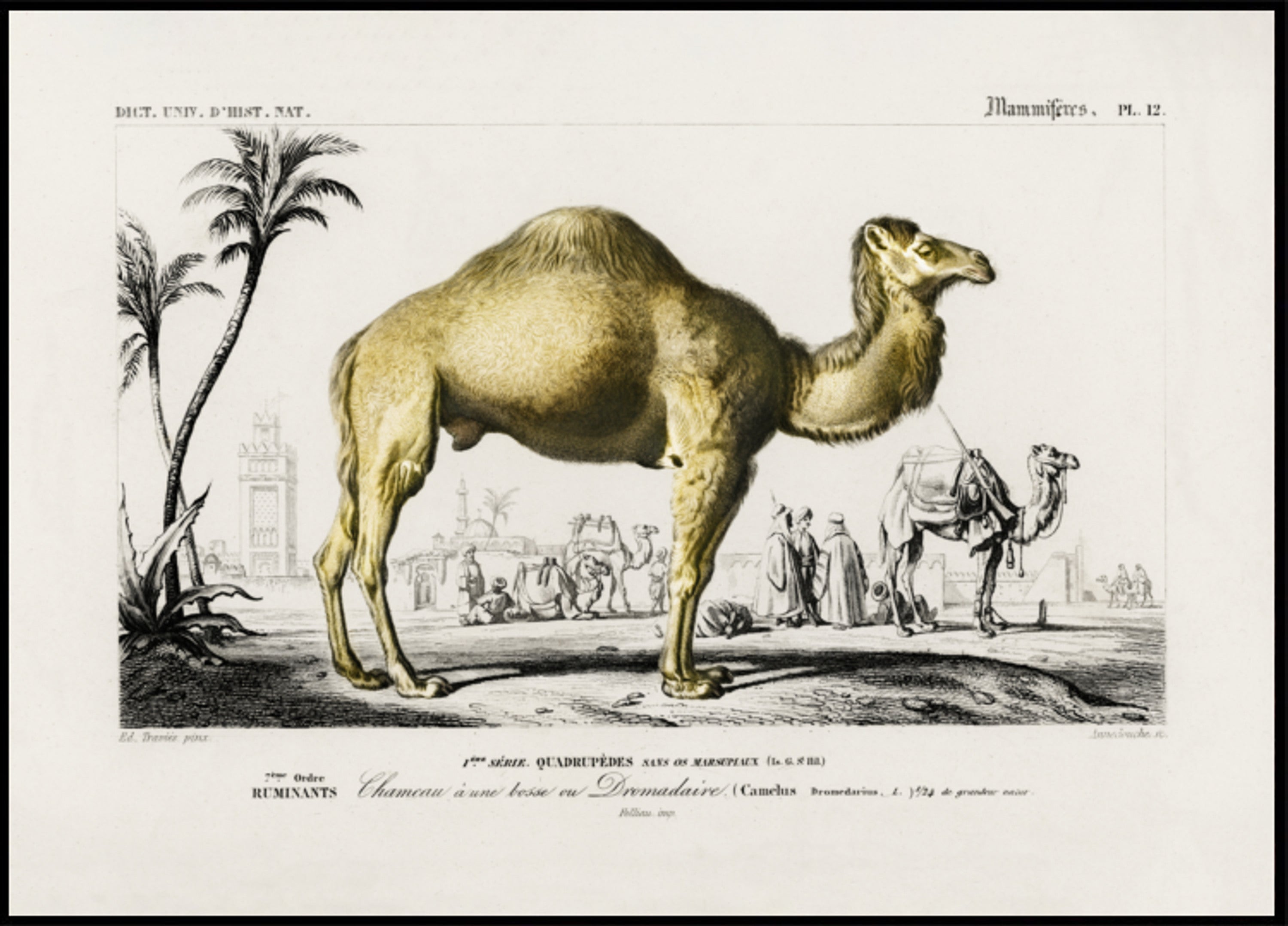 Camel (camelus)