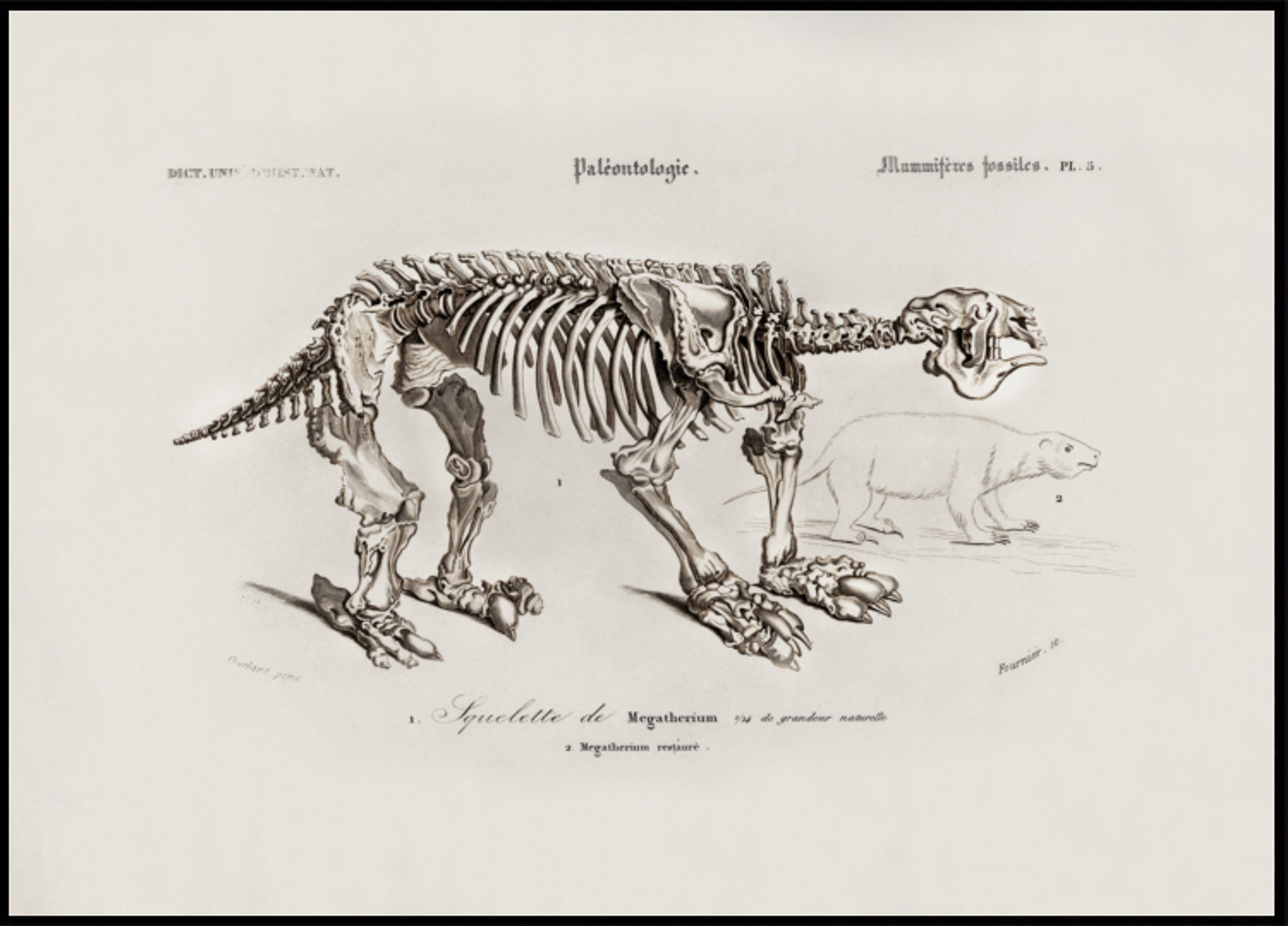 Megatherium