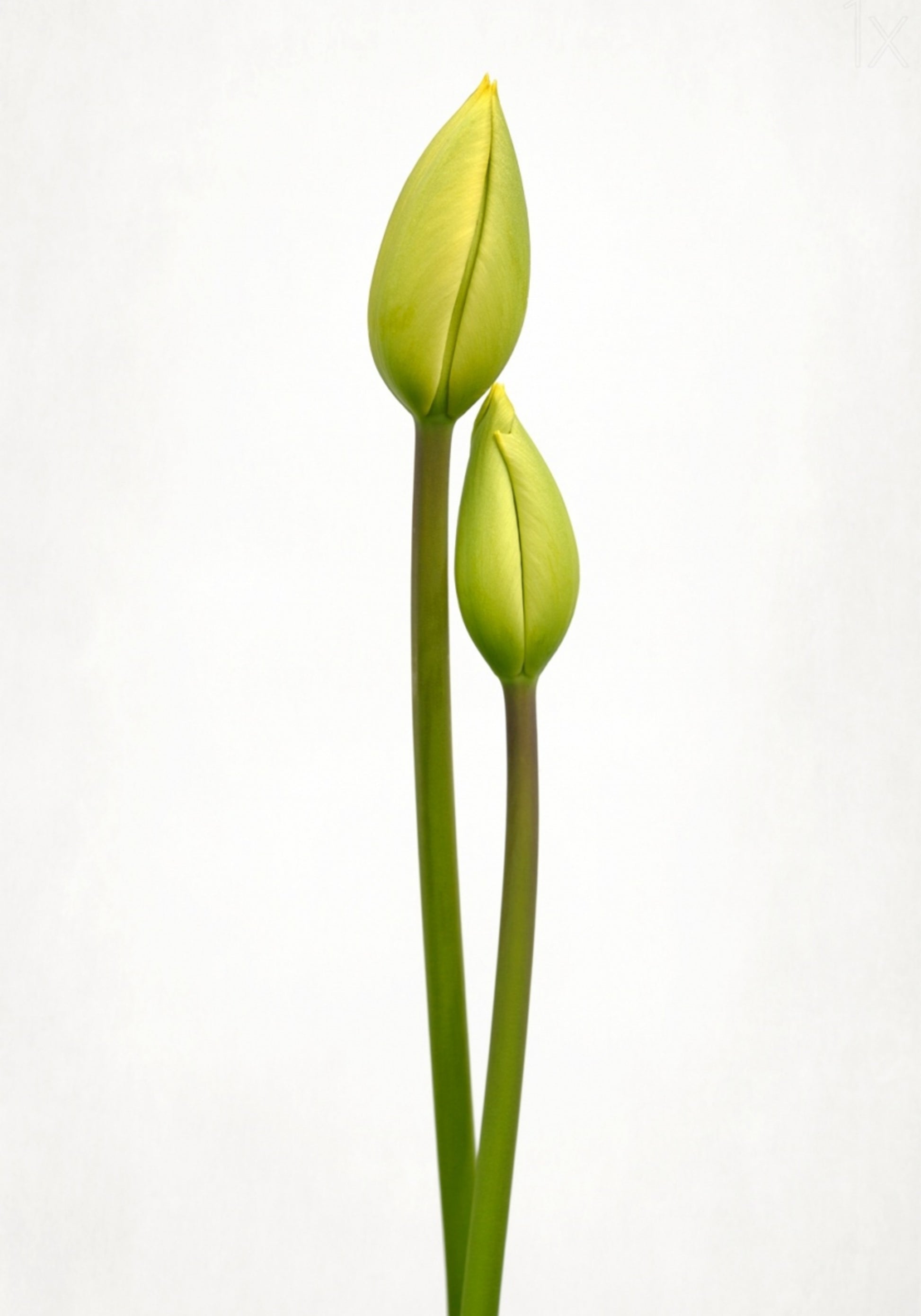 Green Tulip Buds